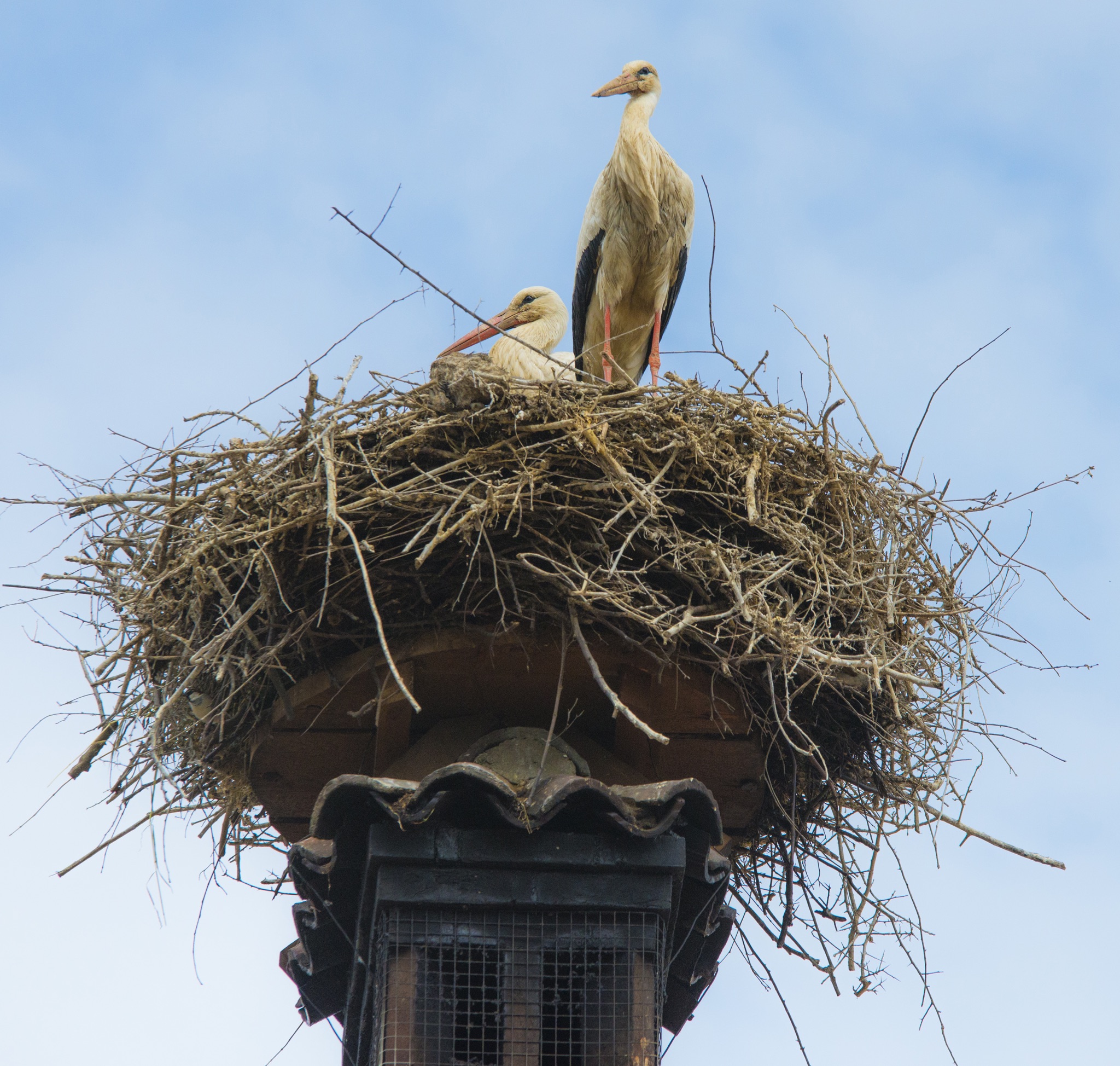 Storks