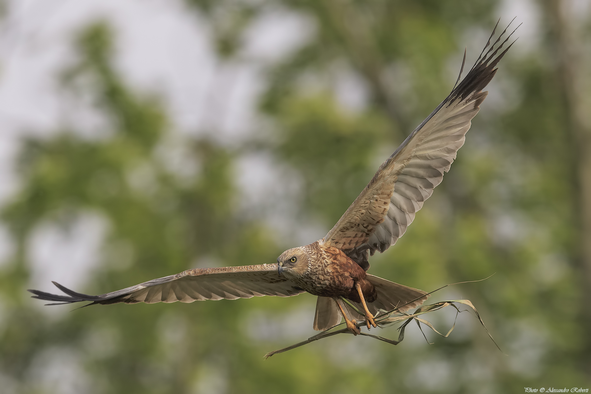 Falco di Palude ( Circus aeruginosus )