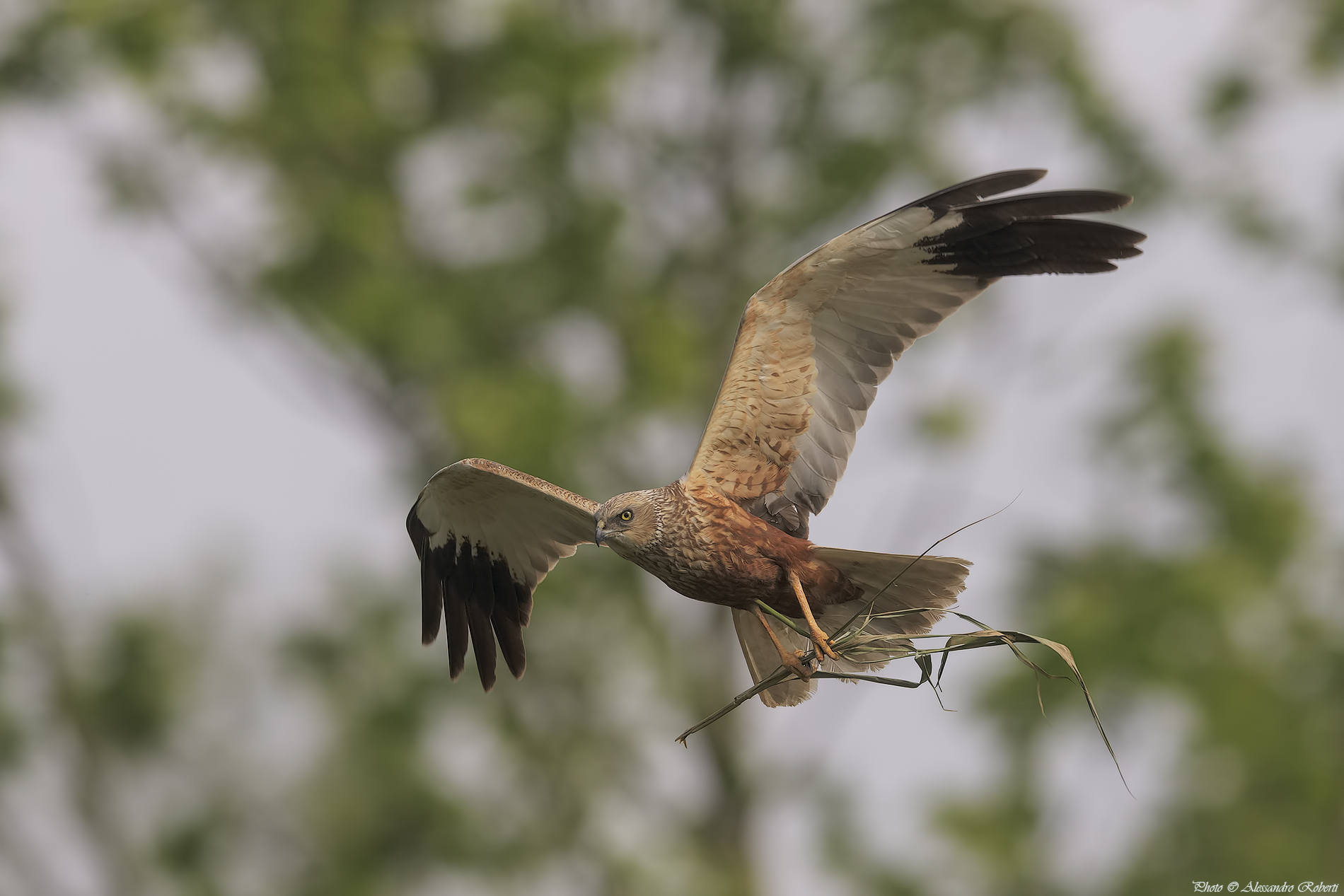 Falco di Palude ( Circus aeruginosus )