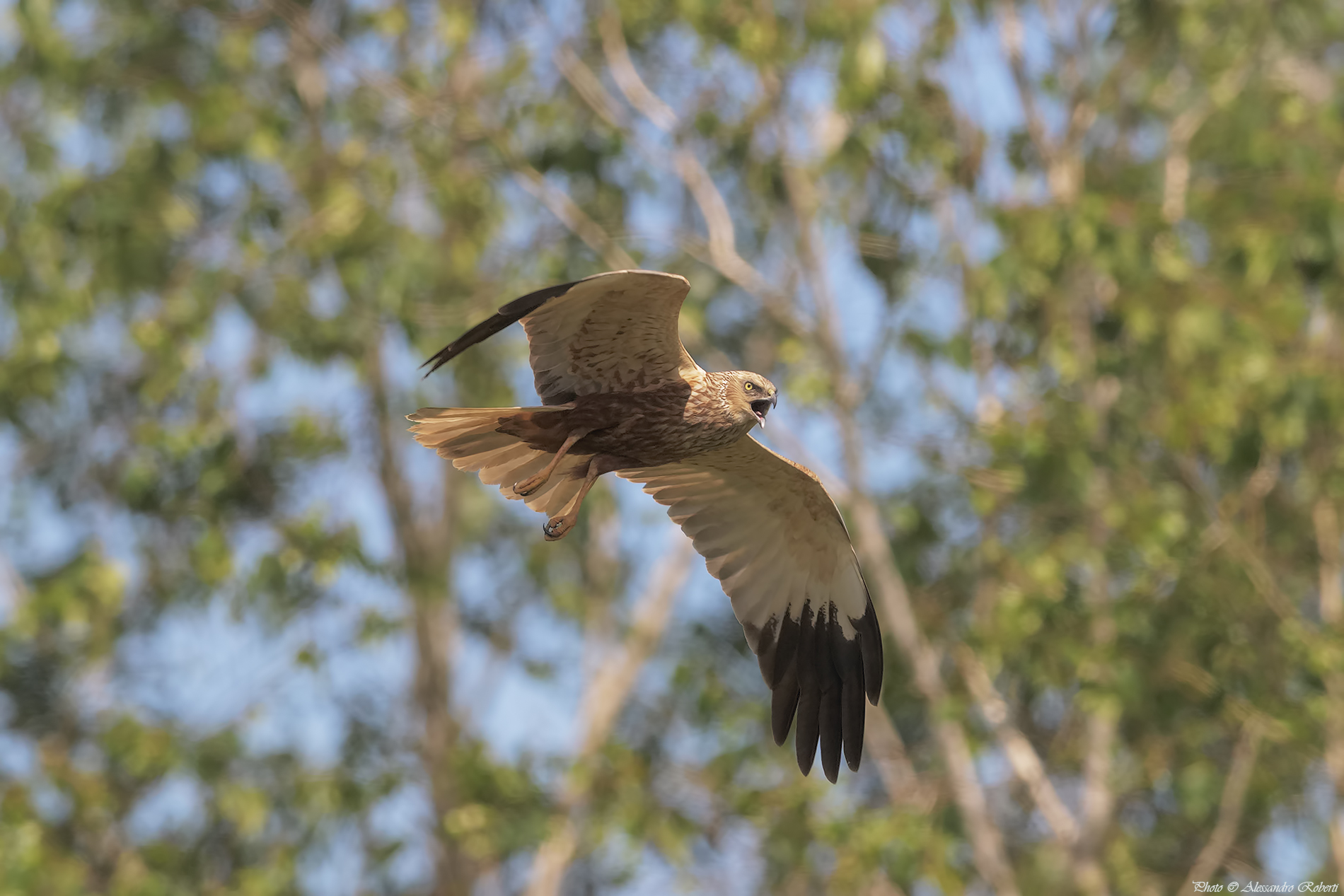 Falco di Palude ( Circus aeruginosus )