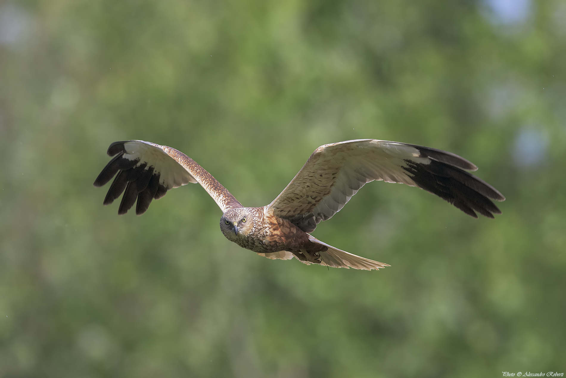 Falco di Palude ( Circus aeruginosus )