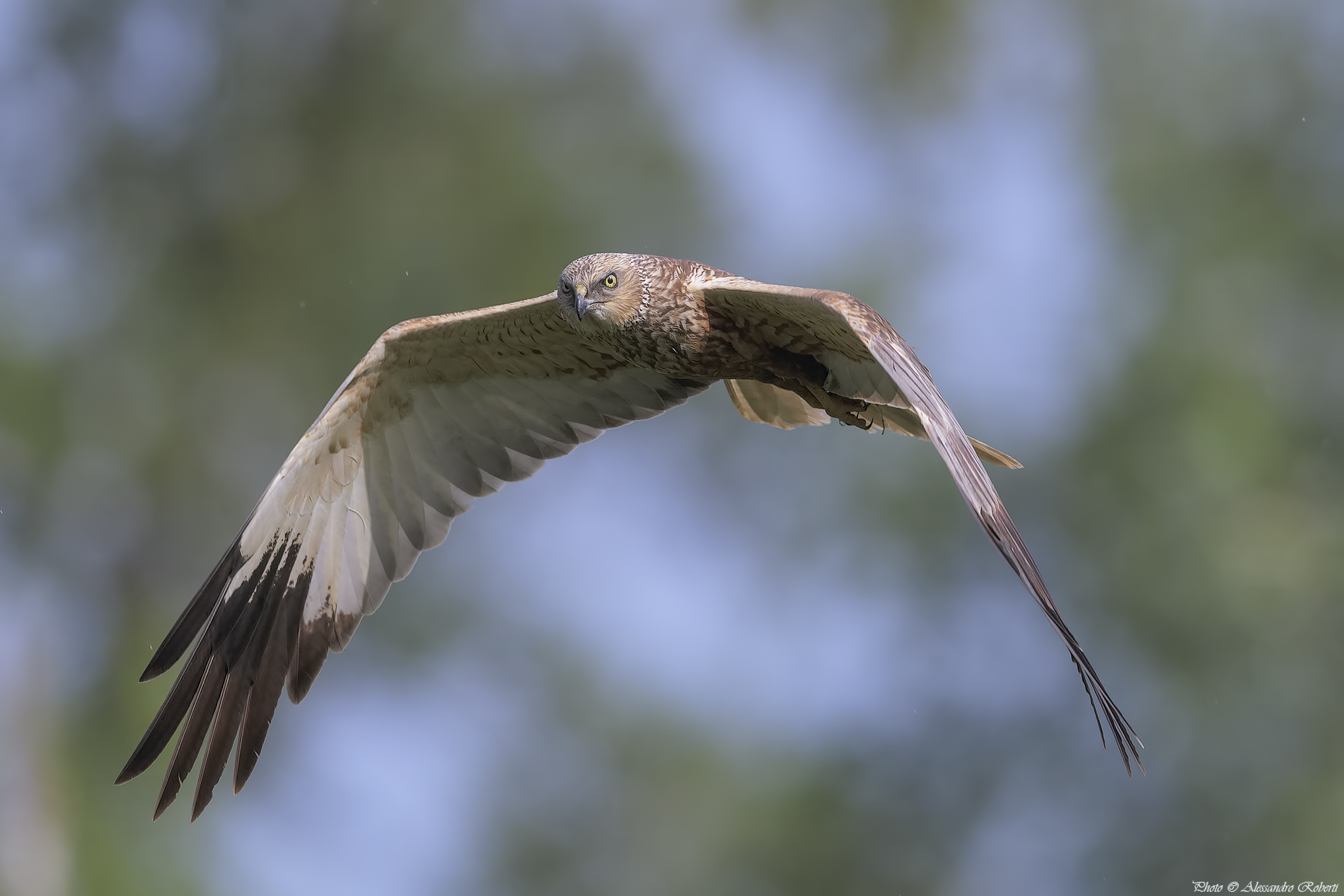 Falco di Palude ( Circus aeruginosus )
