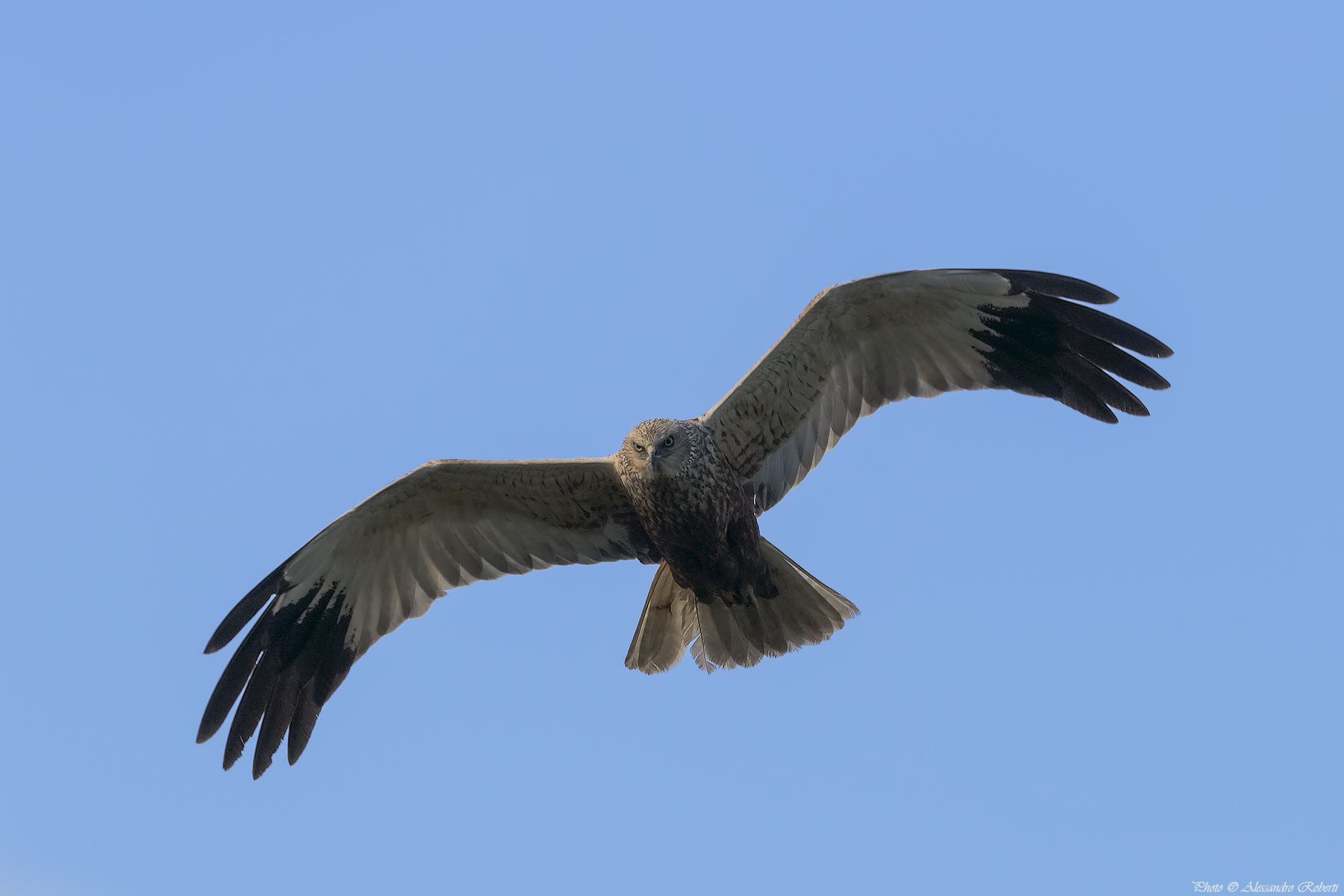 Falco di Palude ( Circus aeruginosus )