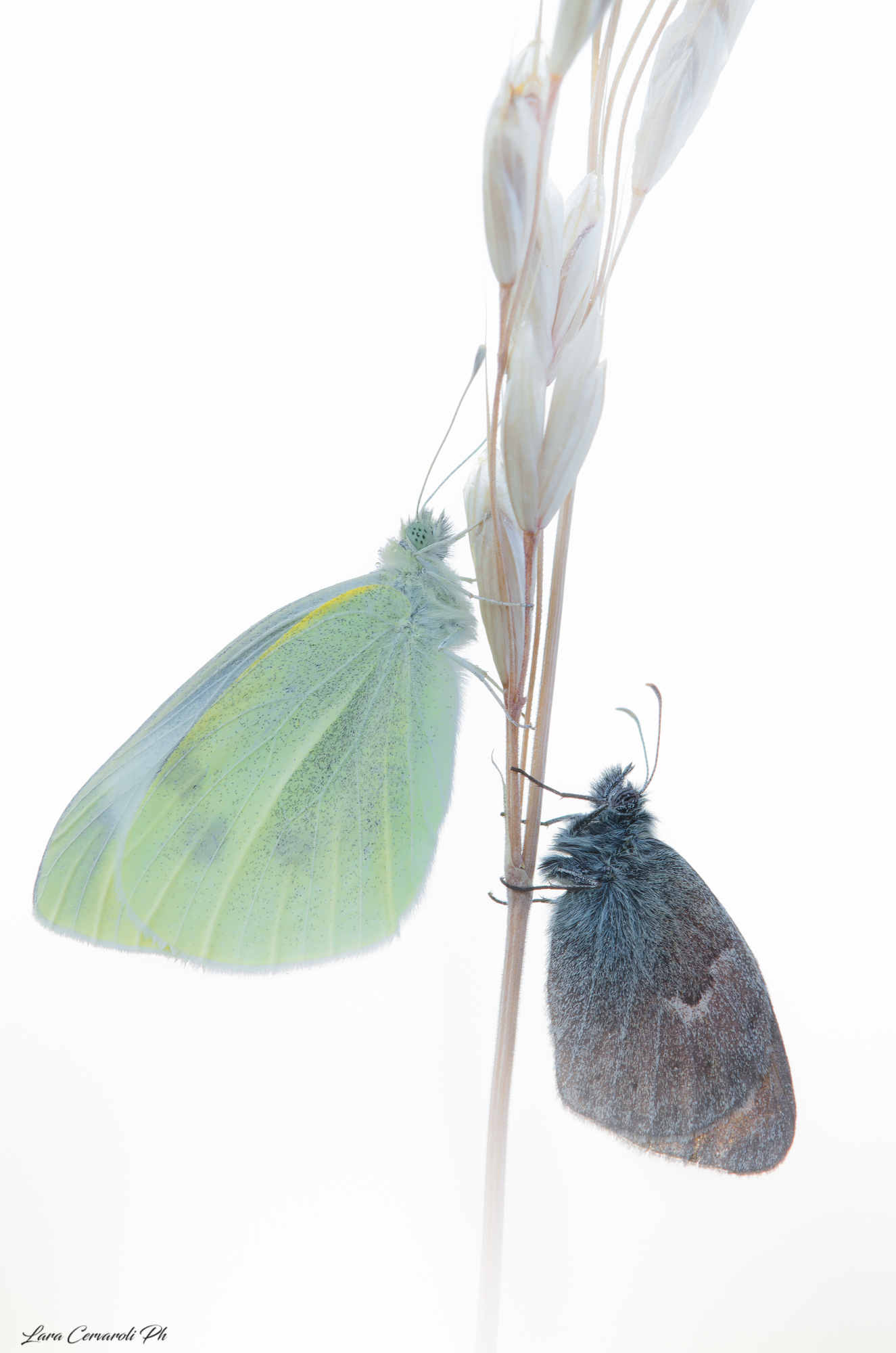 Pieris e Coenonympha
