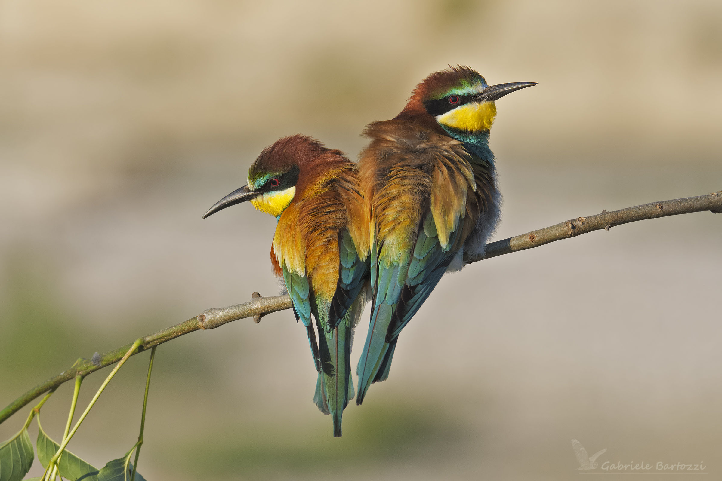 gruccione  (Merops apiaster)