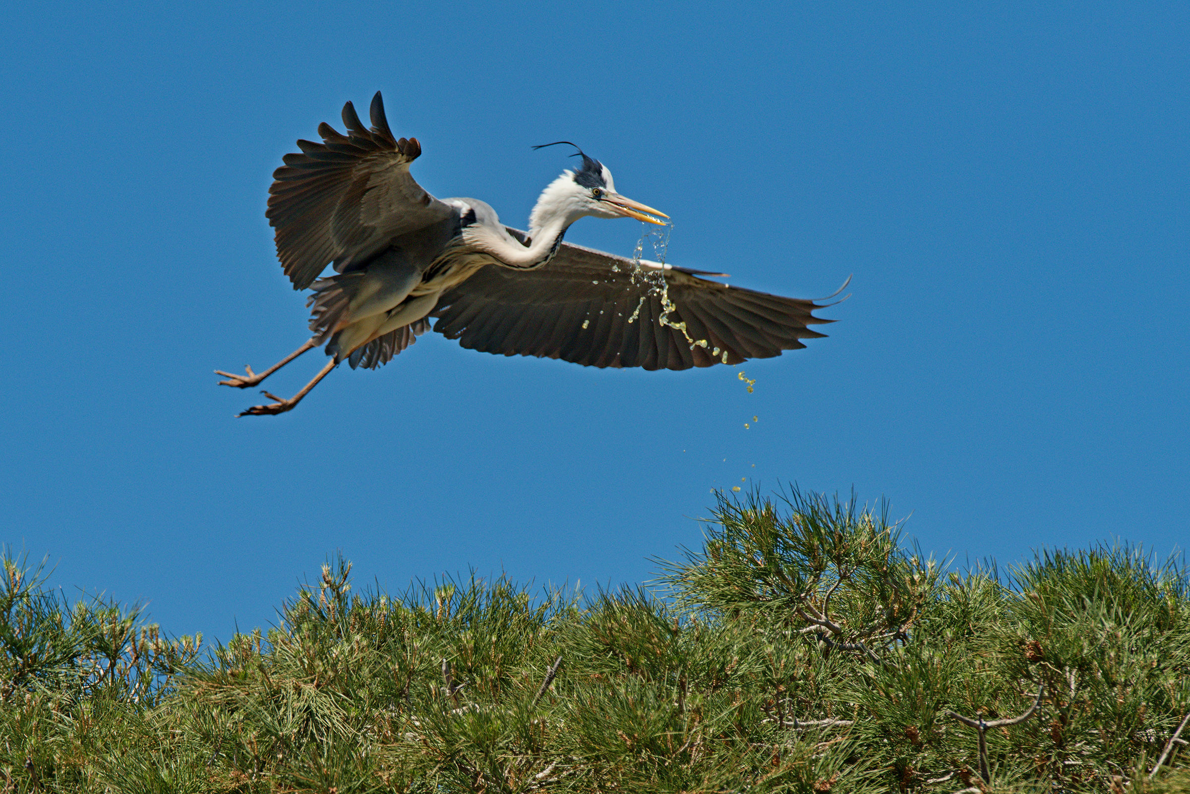 Airone Cenerino water carrier