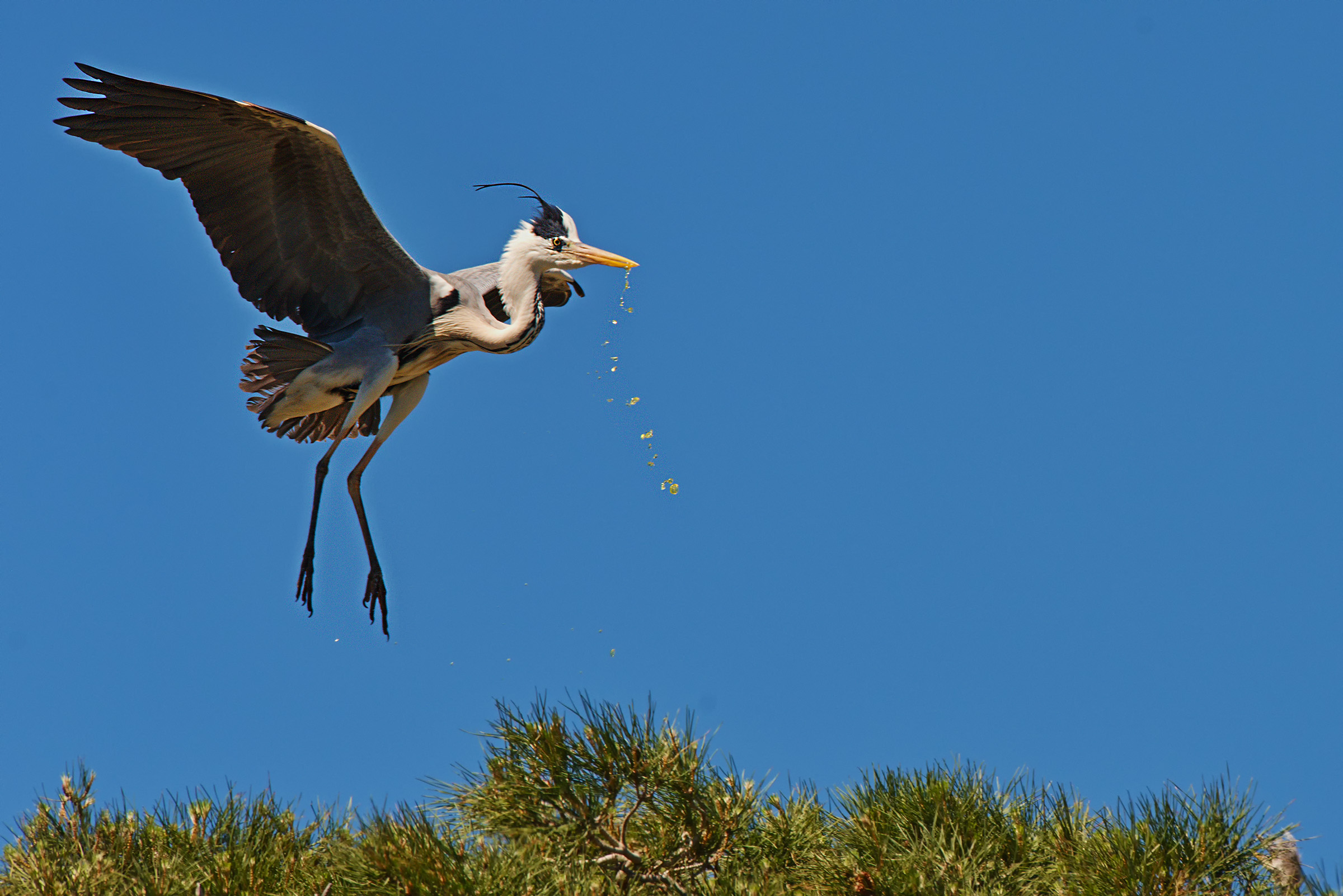 Ardea Purpurea .... with water leaks