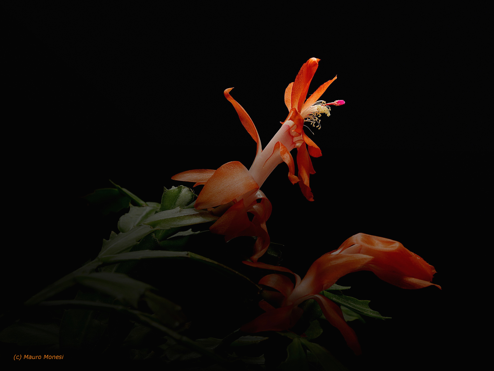 Epiphyllum (mother tongue)