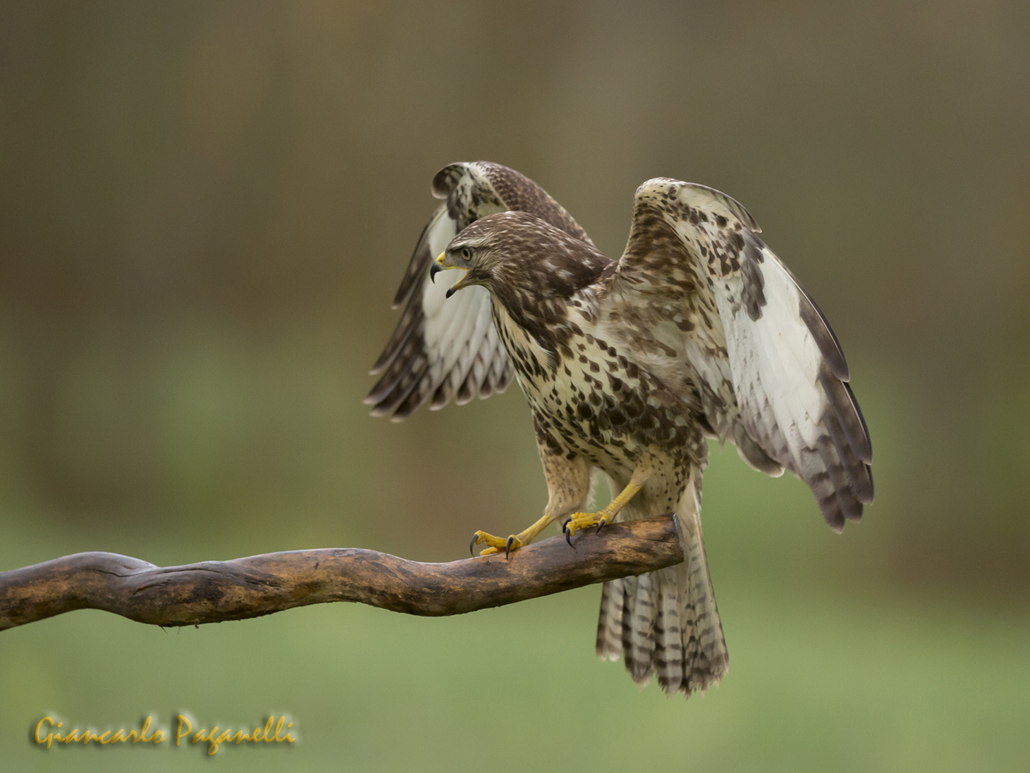 Buzzard