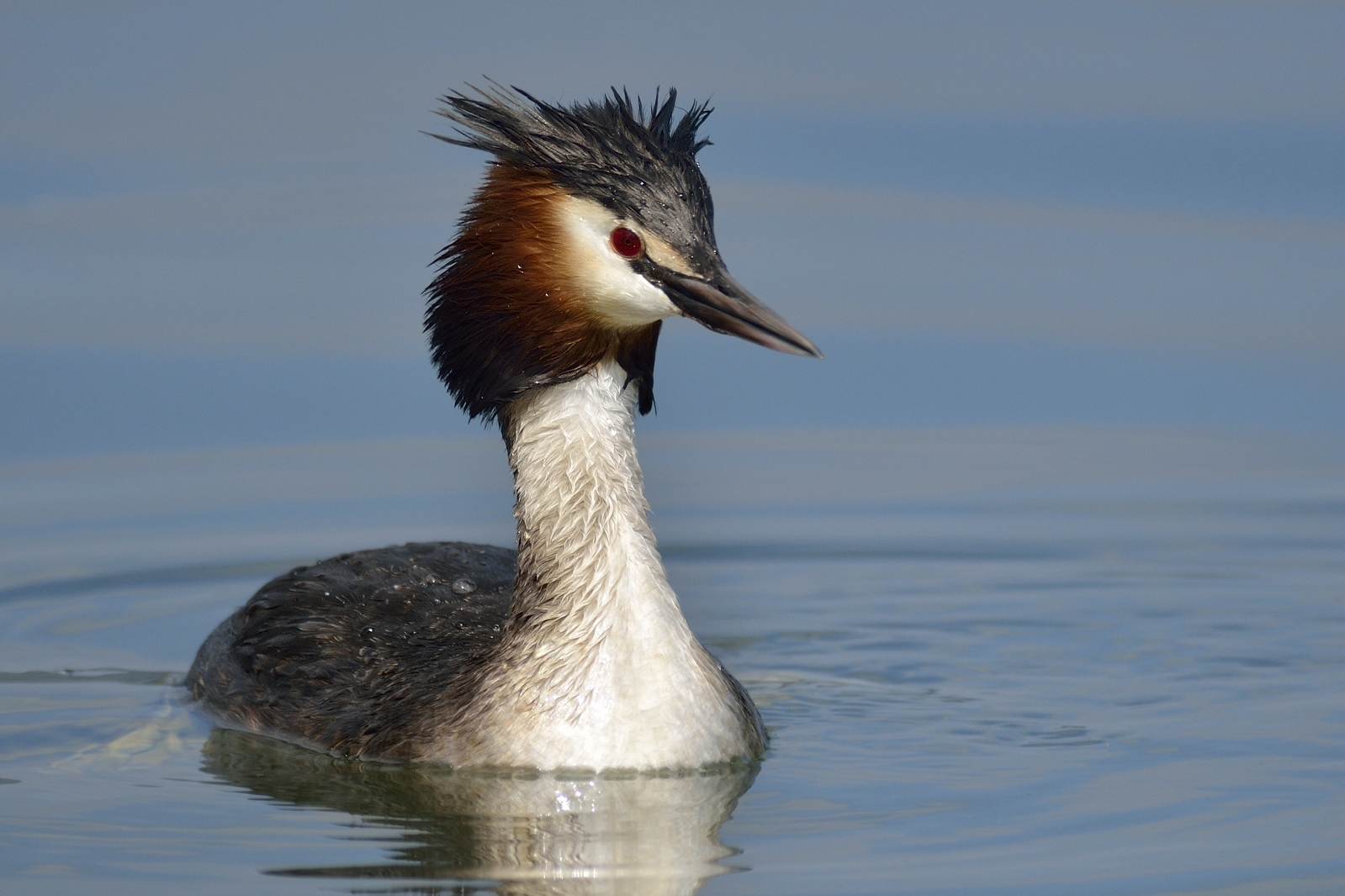 Grebe