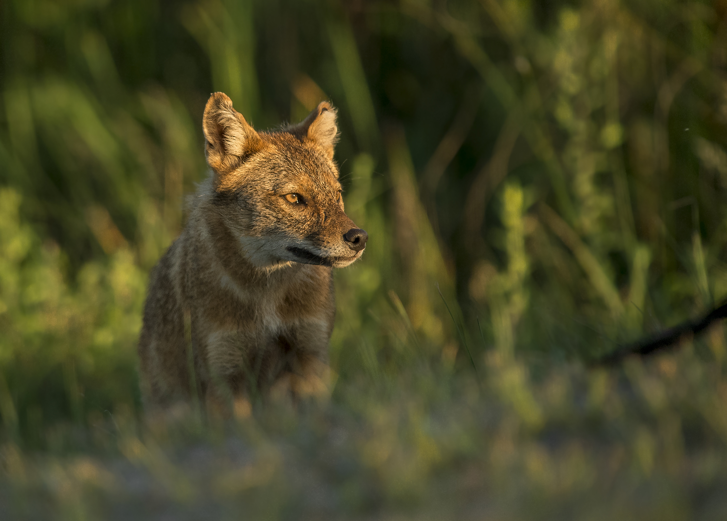 Golden jackal
