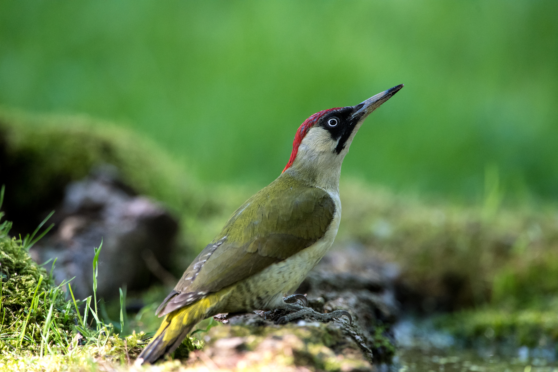 Green Woodpecker