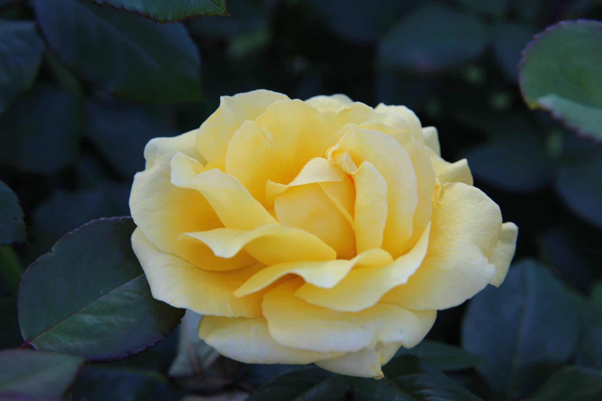 Yellow Rose