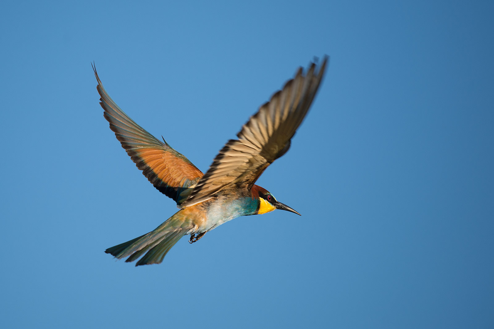 Cucumber (Merops apiaster)