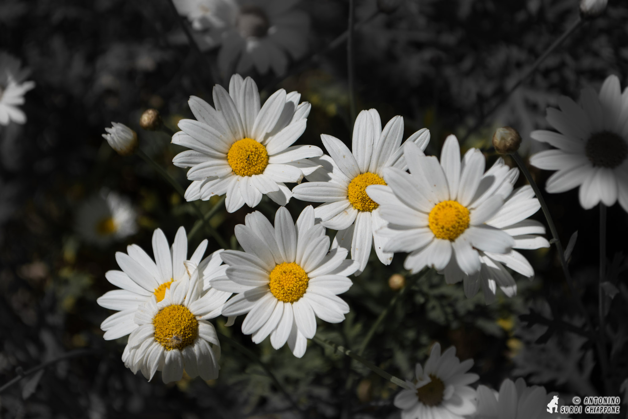Margherite bianche