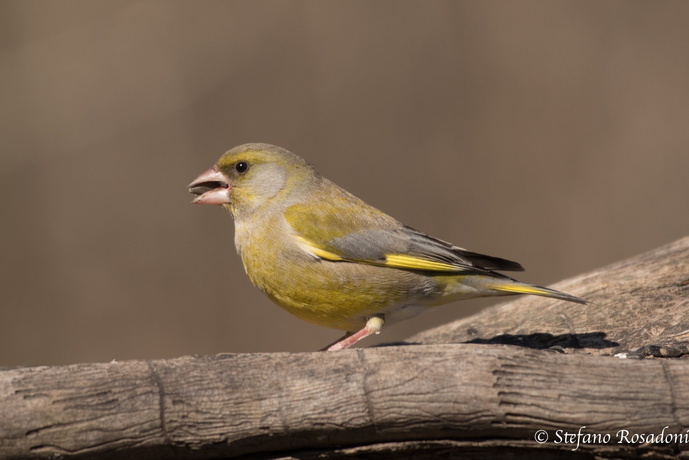 greenfinch