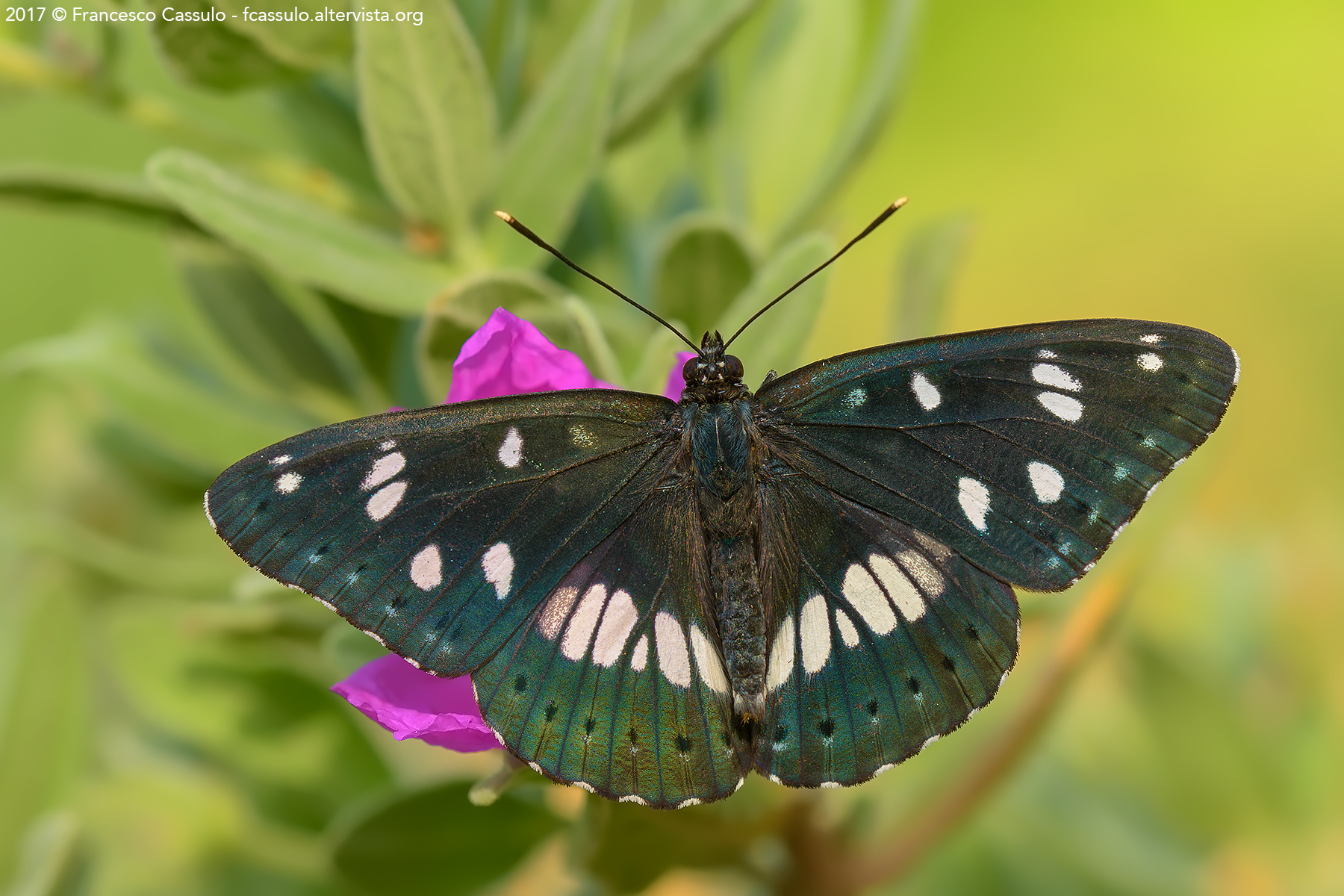 Limenitis reducta Staudinger, 1901