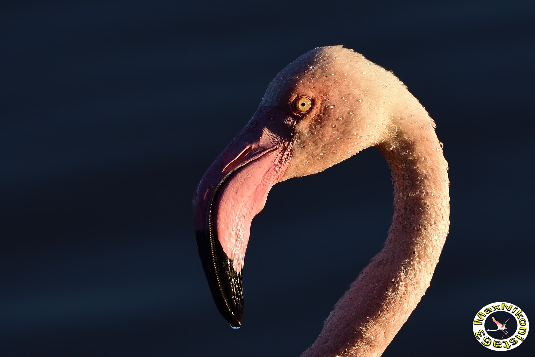 The dawn of the flamingo