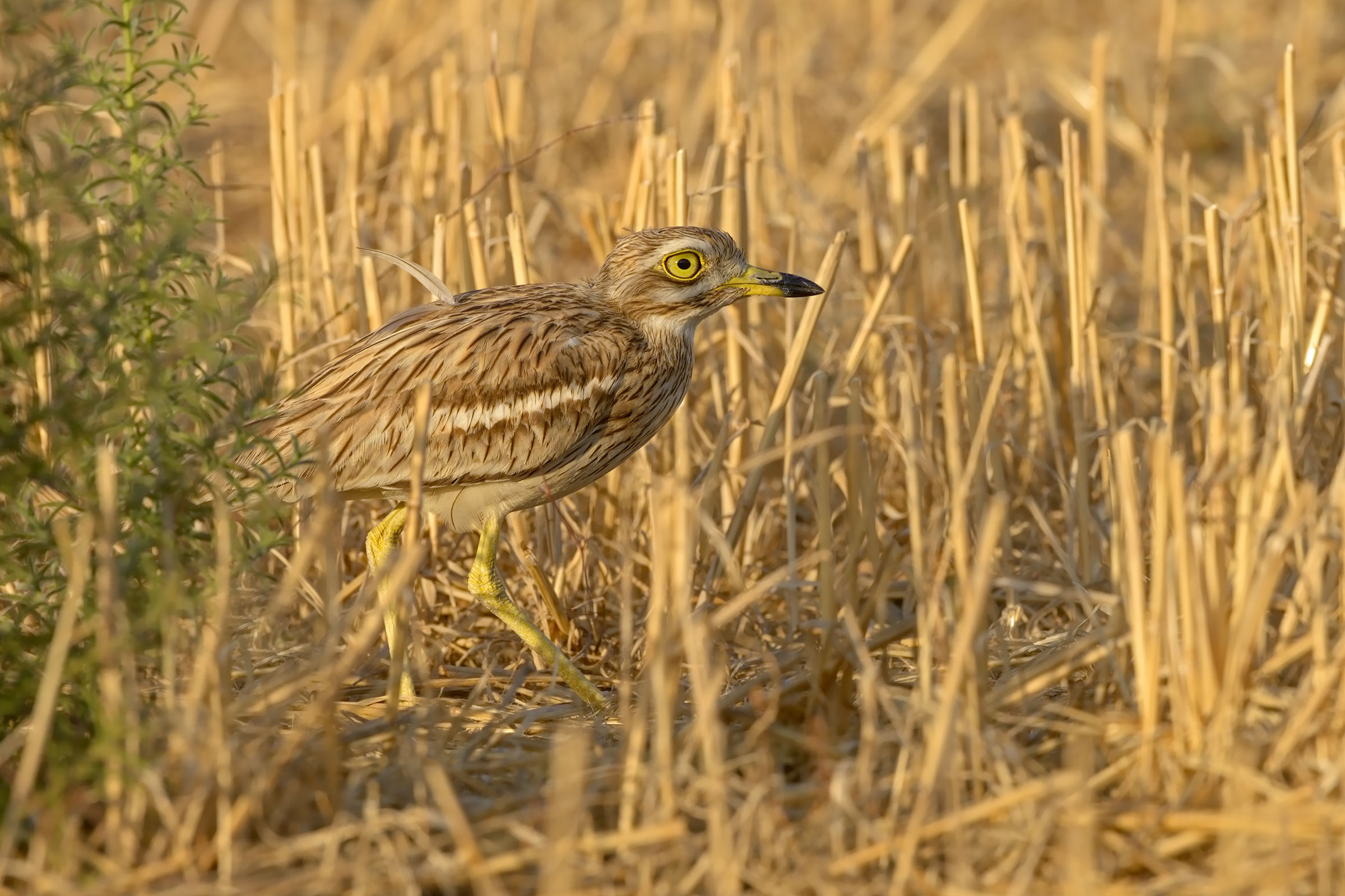 curlew