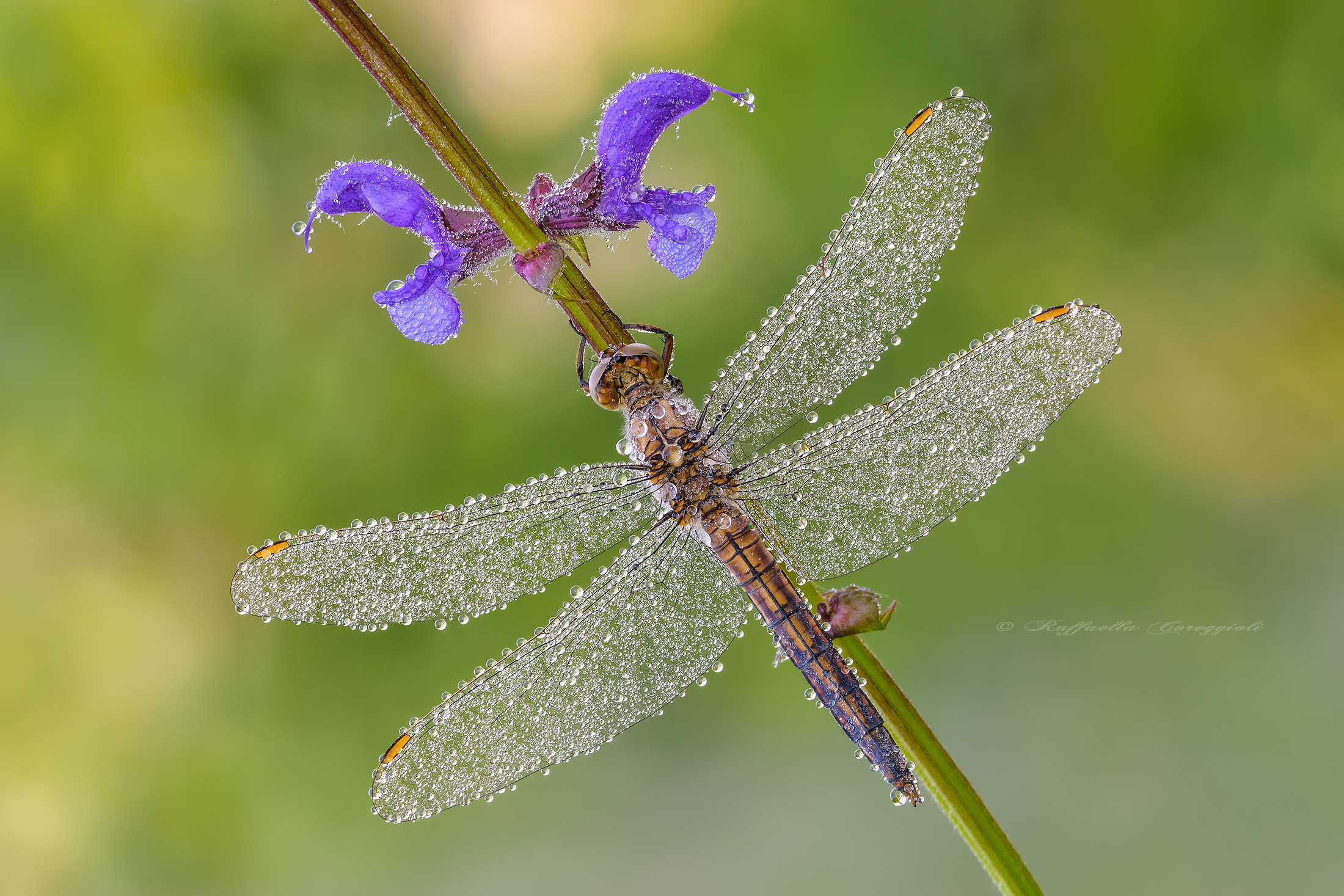 Orthetrum albistylum