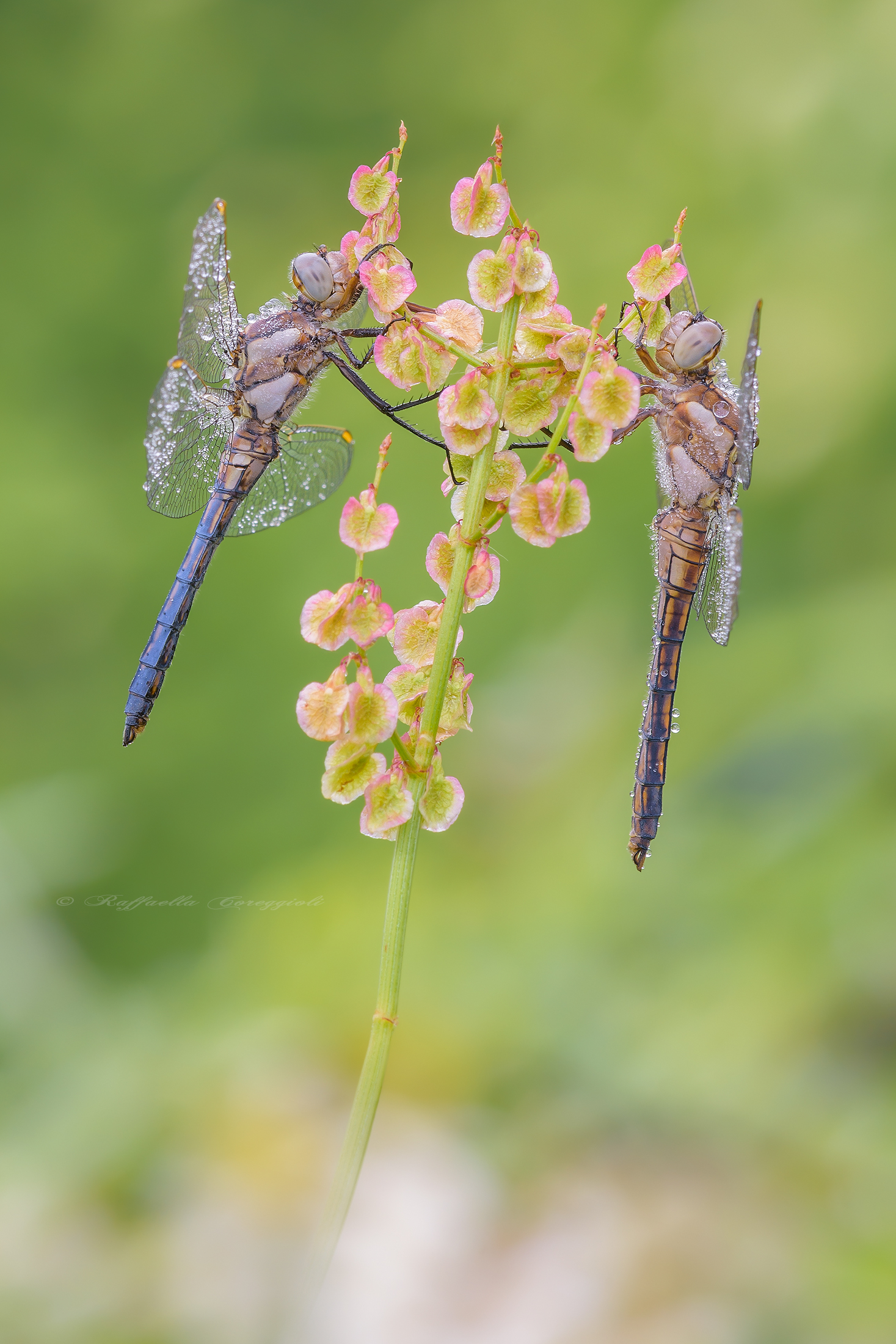 Orthetrum albistylum