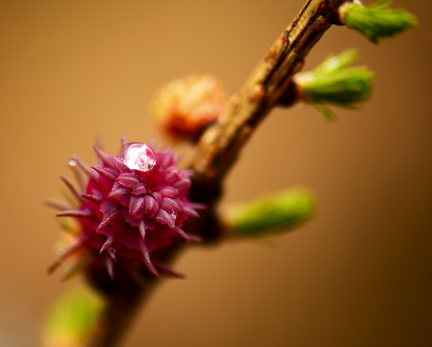 Larch in bloom