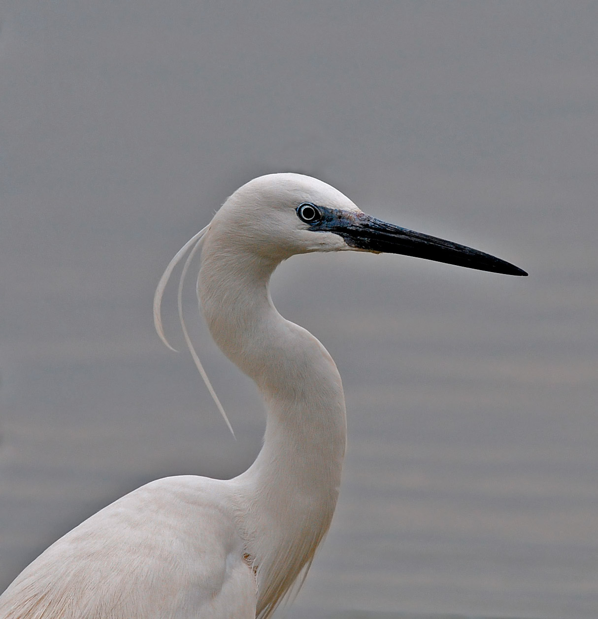 Egret