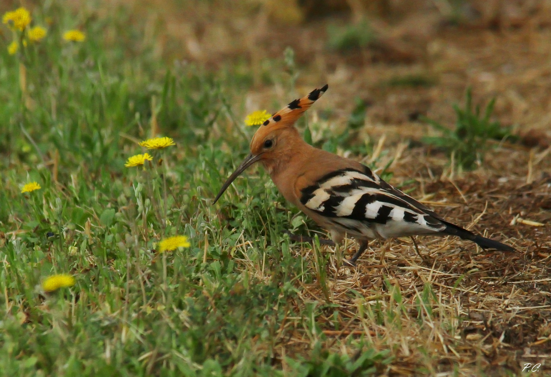 Blooms among the flowers