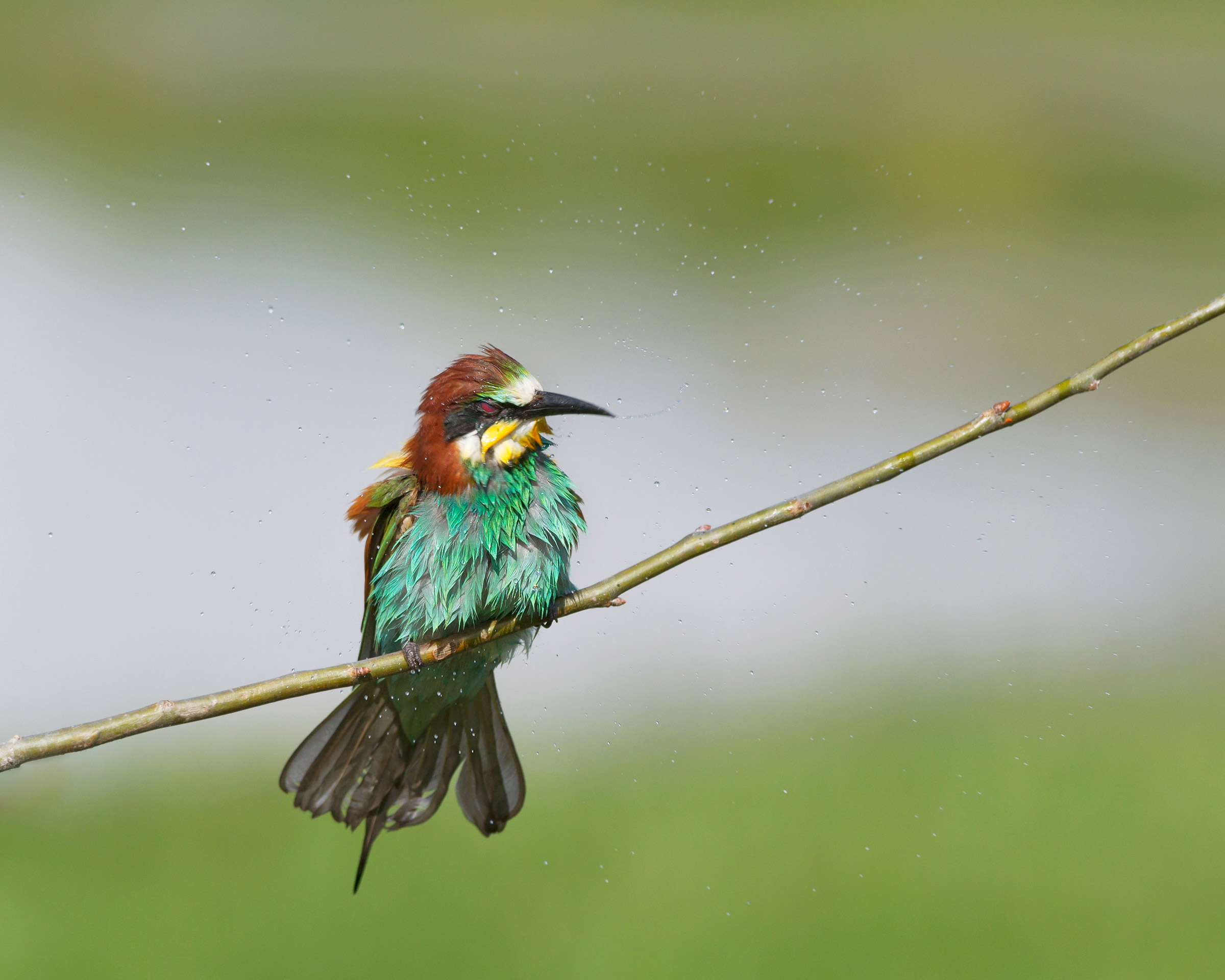 E dopo il tuffo...una scrollatina!