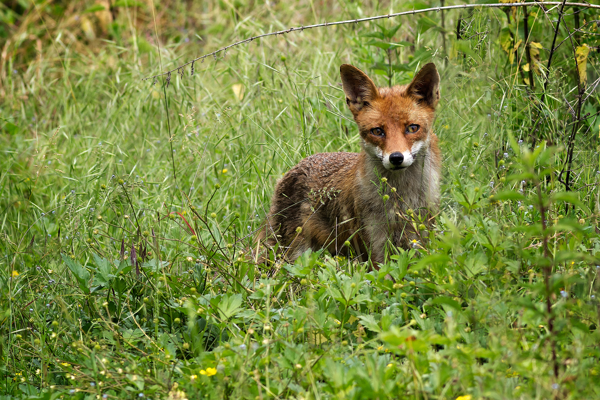 Un incontro ravvicinato