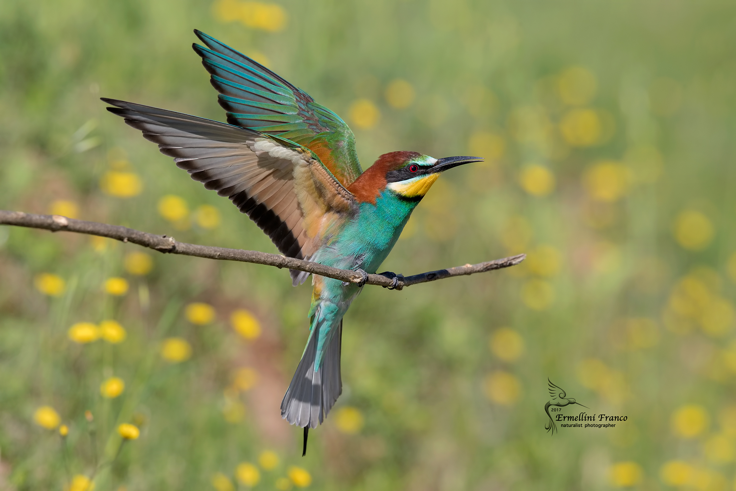 Bee eater