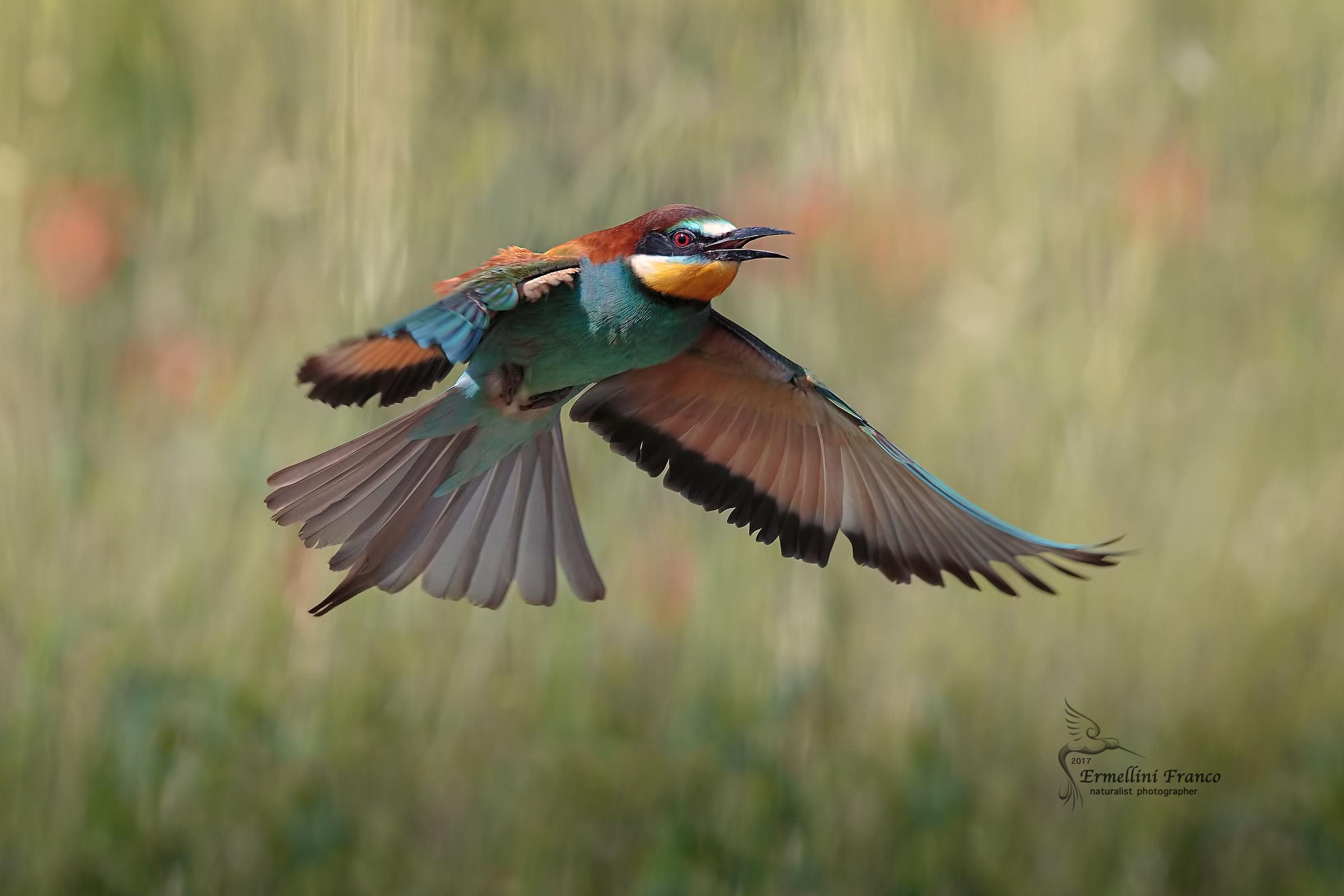 Bee eater