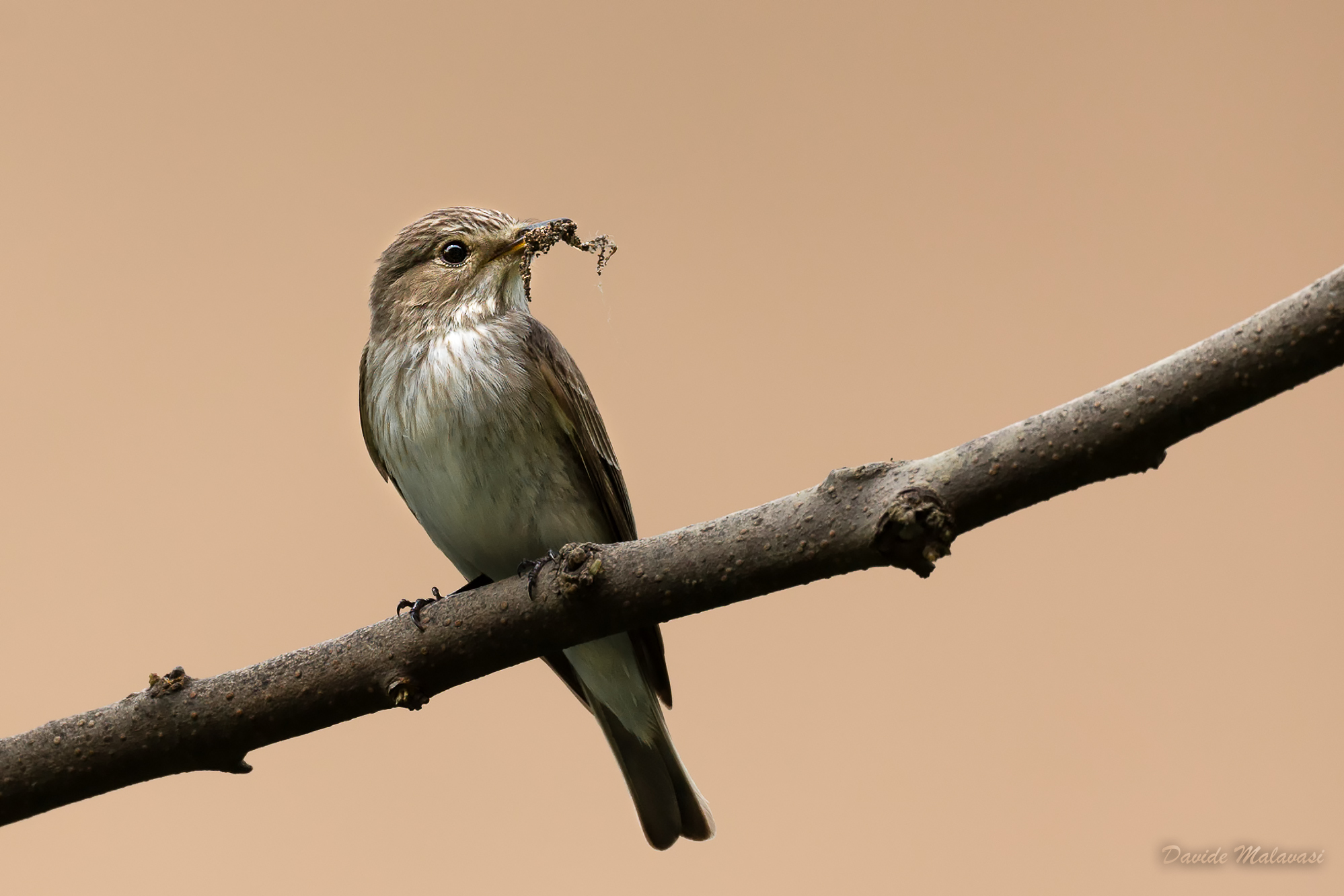 Flycatcher