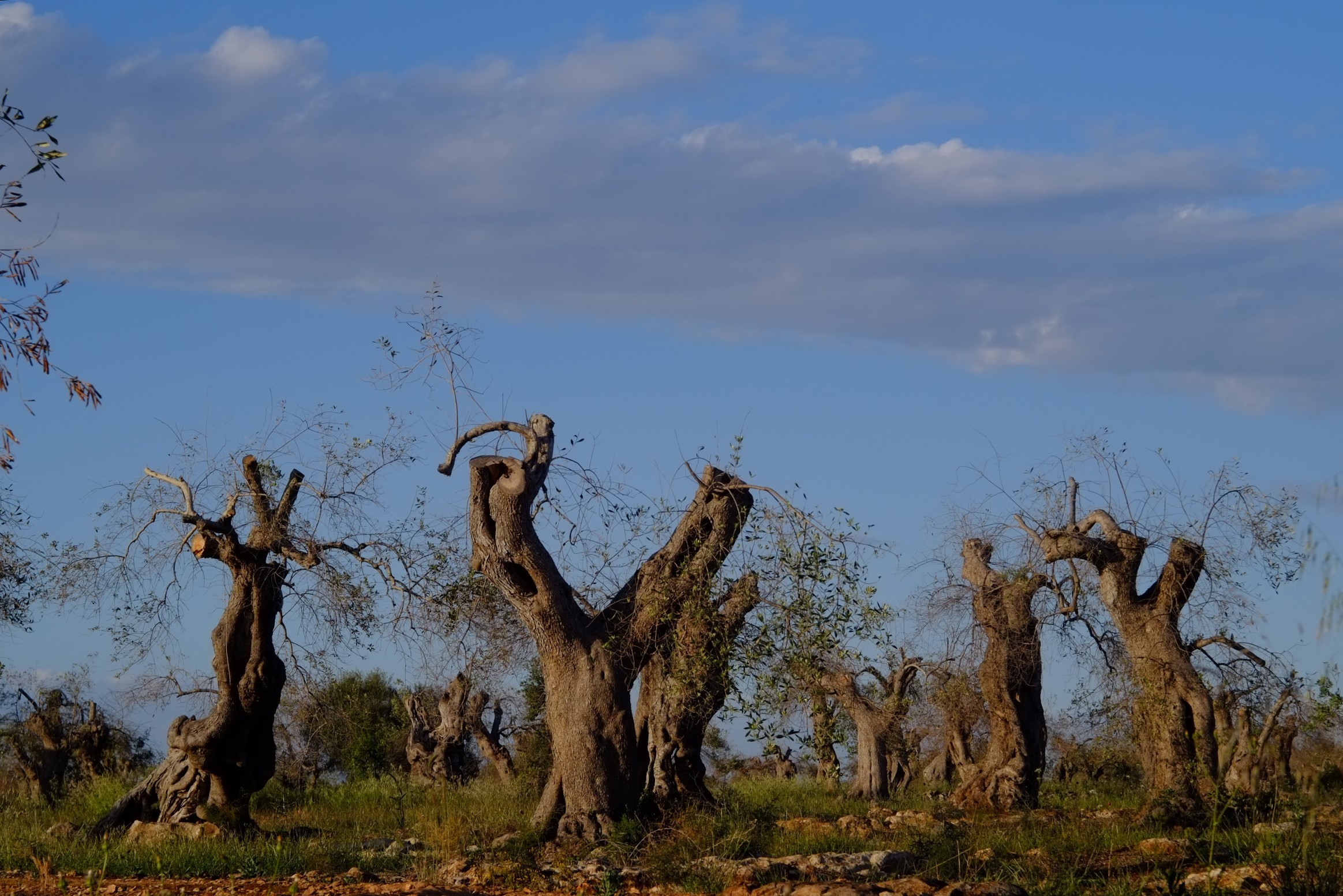 Salento, la morte degli ulivi :-(