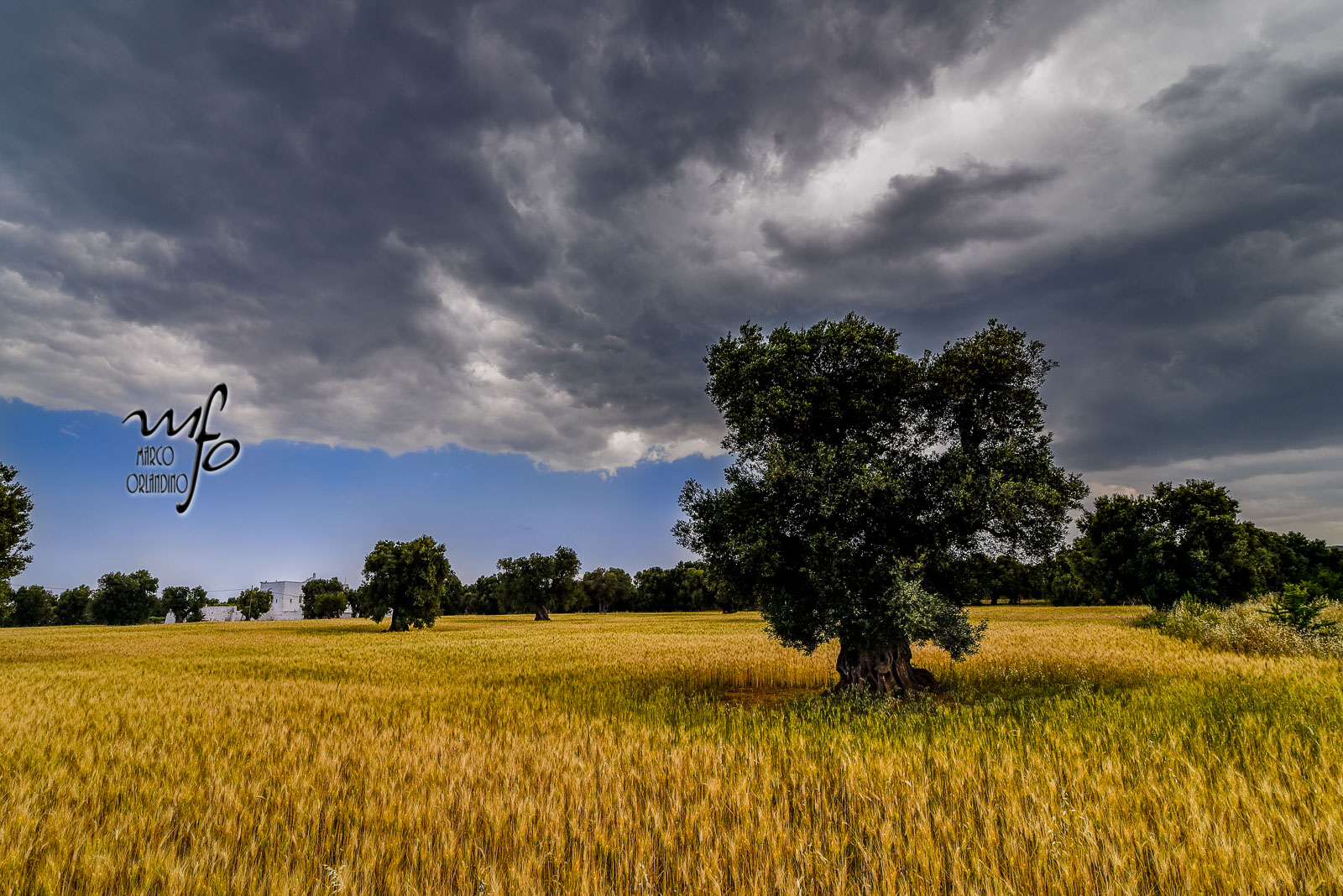 Wheat, Olives and Osterie