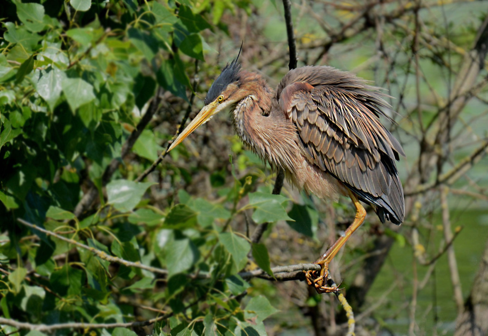 Red heron