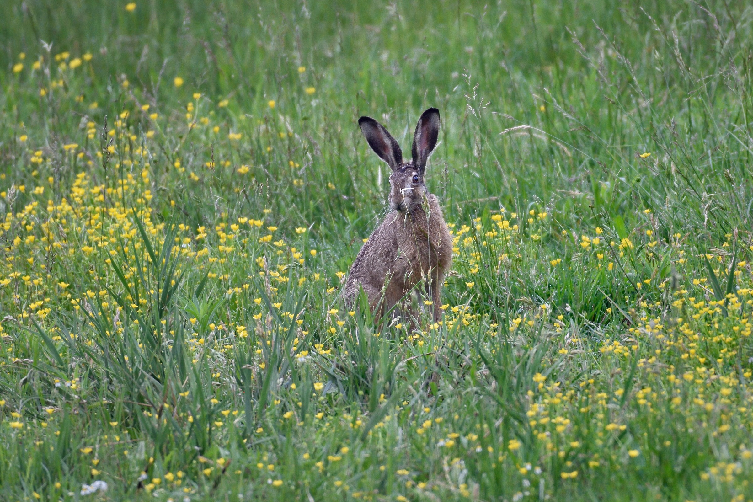 Hare among the flowers ..,