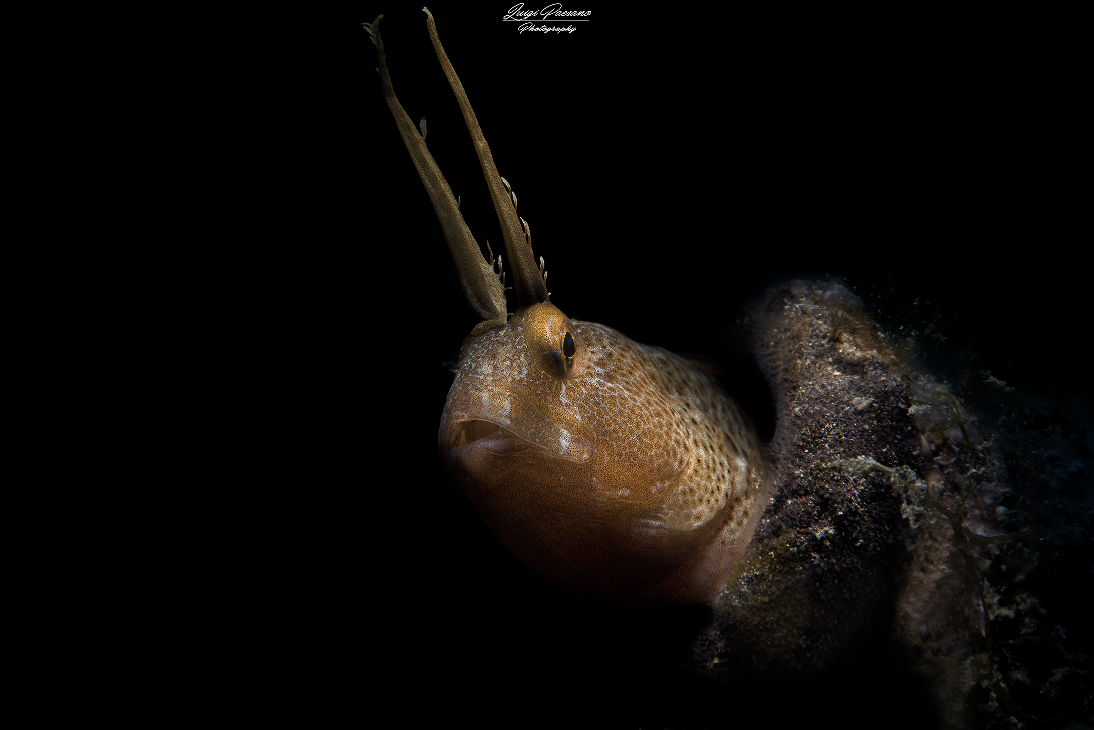 Bavosa Cornuta (Parablennius tentacularis)