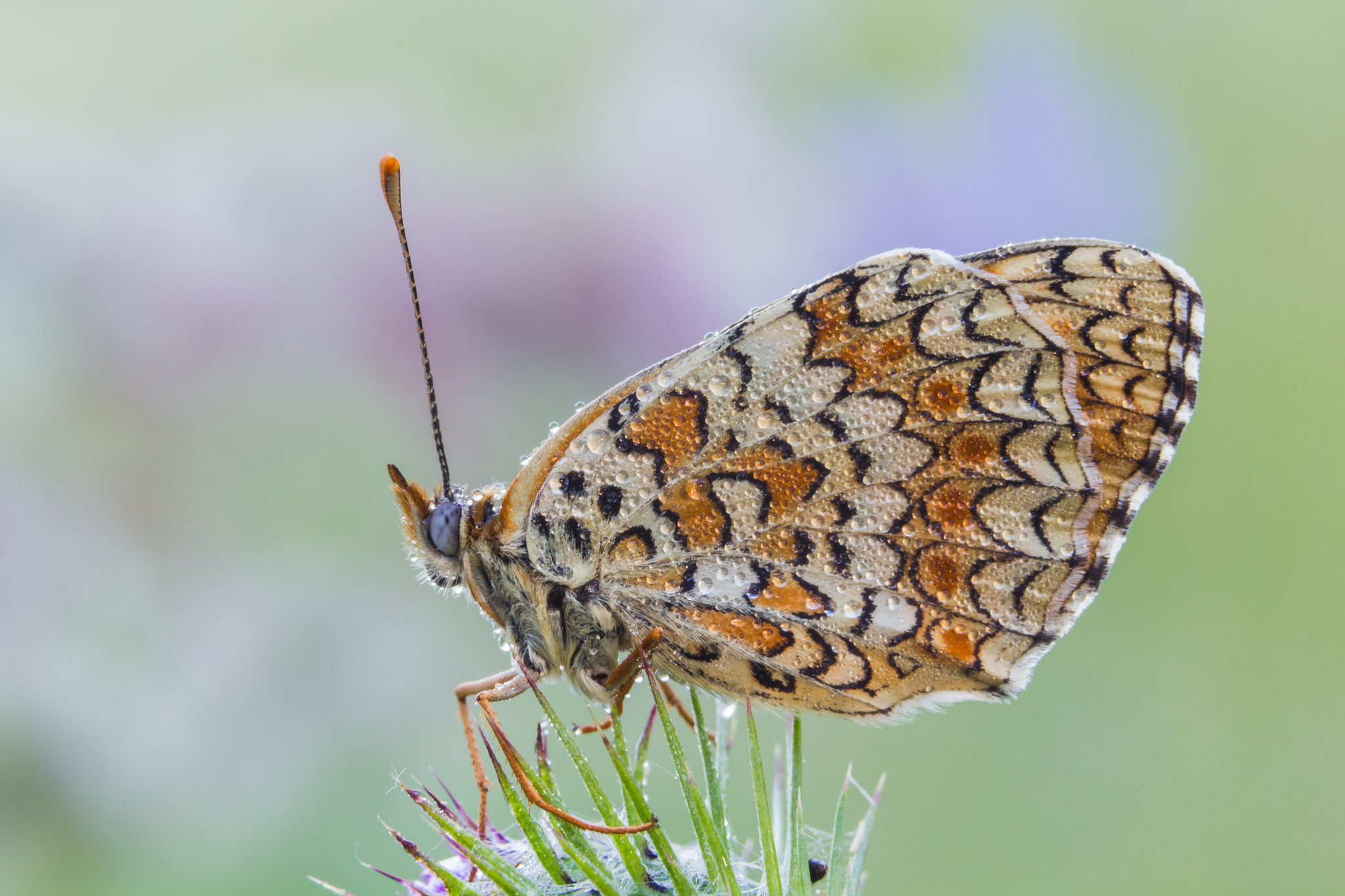 Melitaea phoebe