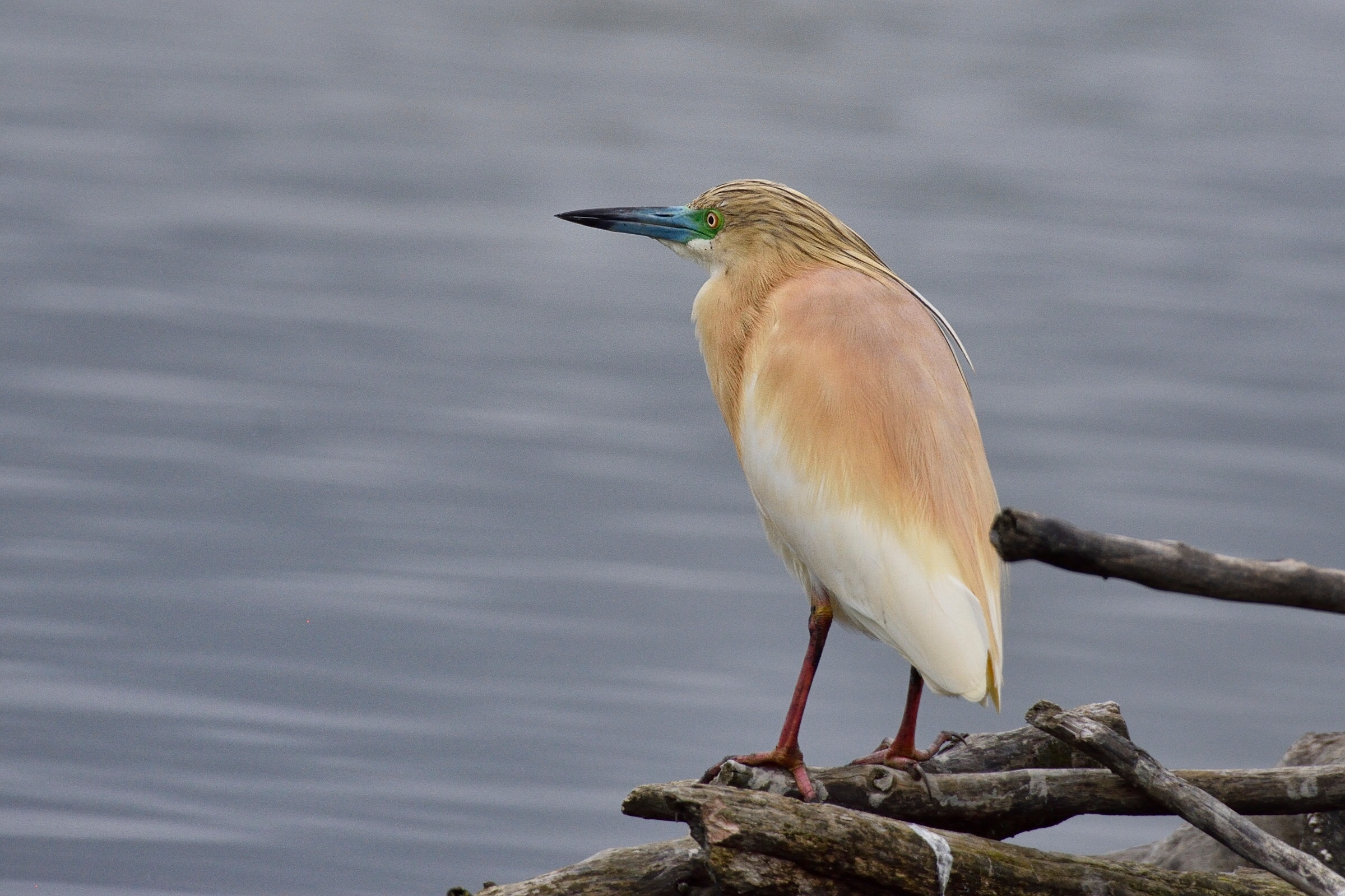 The colors of the sgarza ...