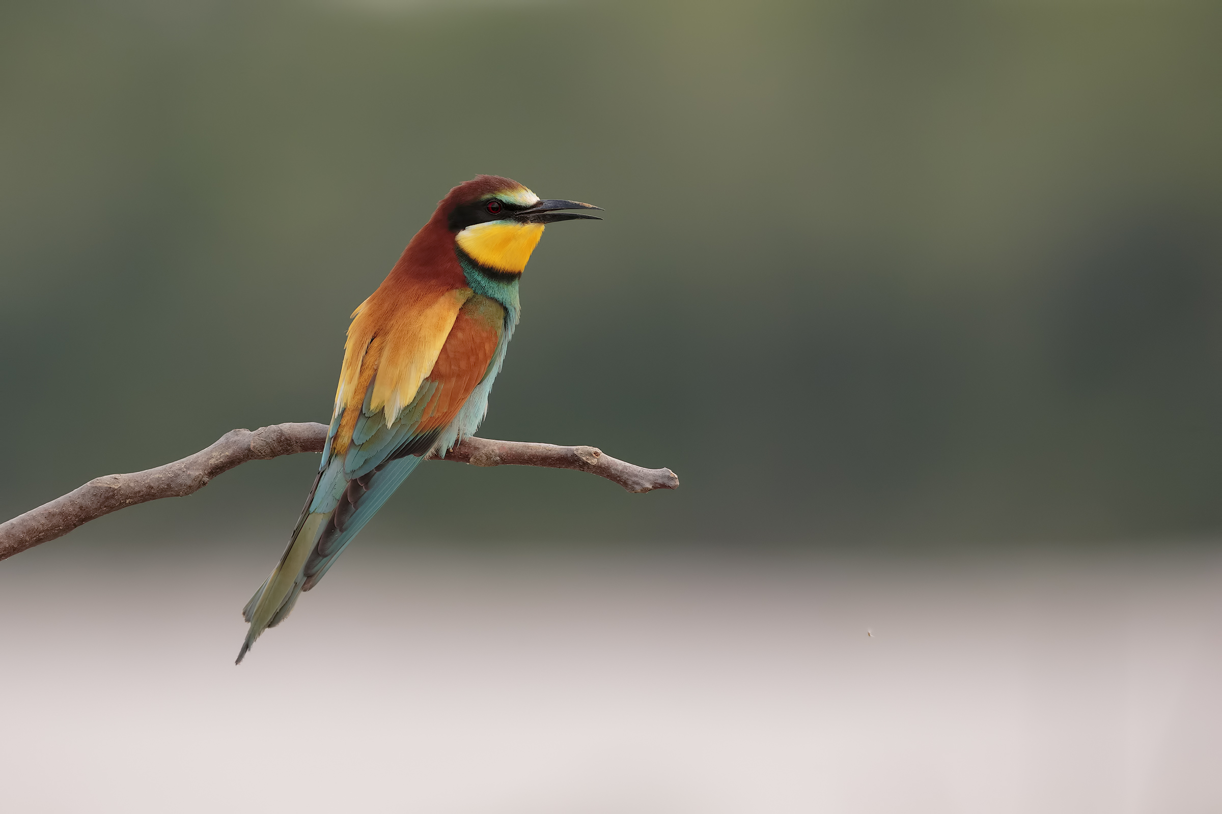 bee-eaters