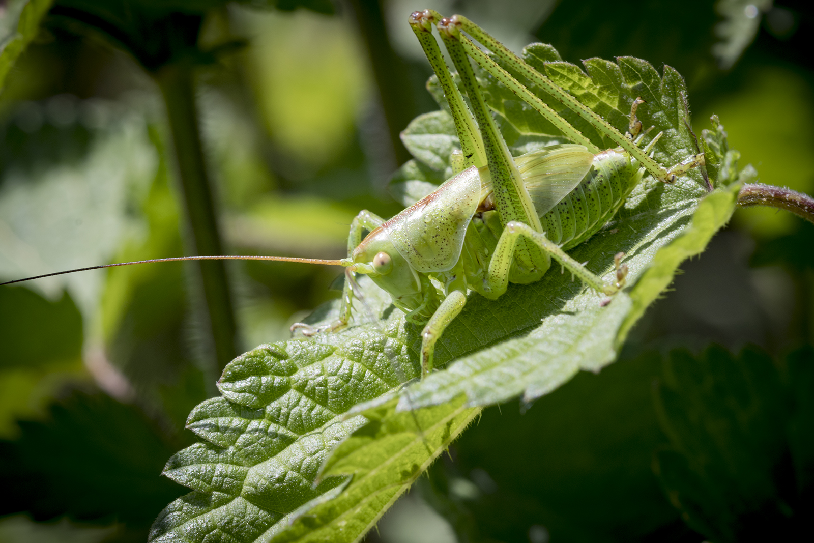 Anacridium aegyptium Family: Acrididae