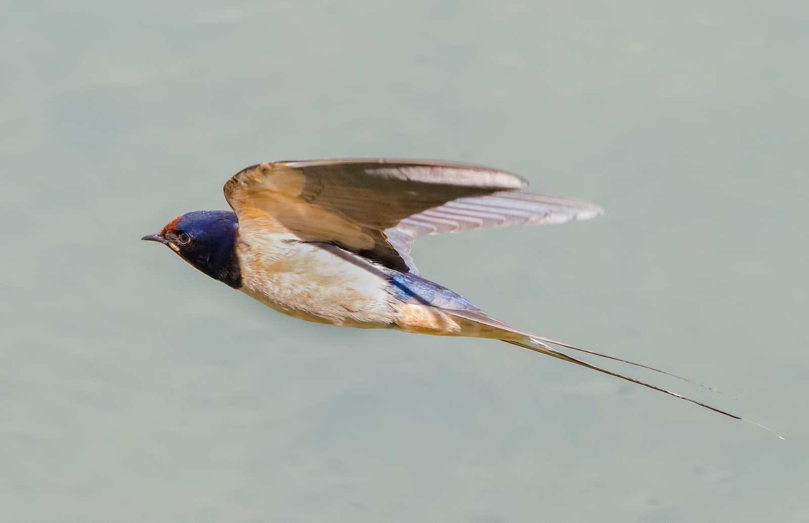 Swallow