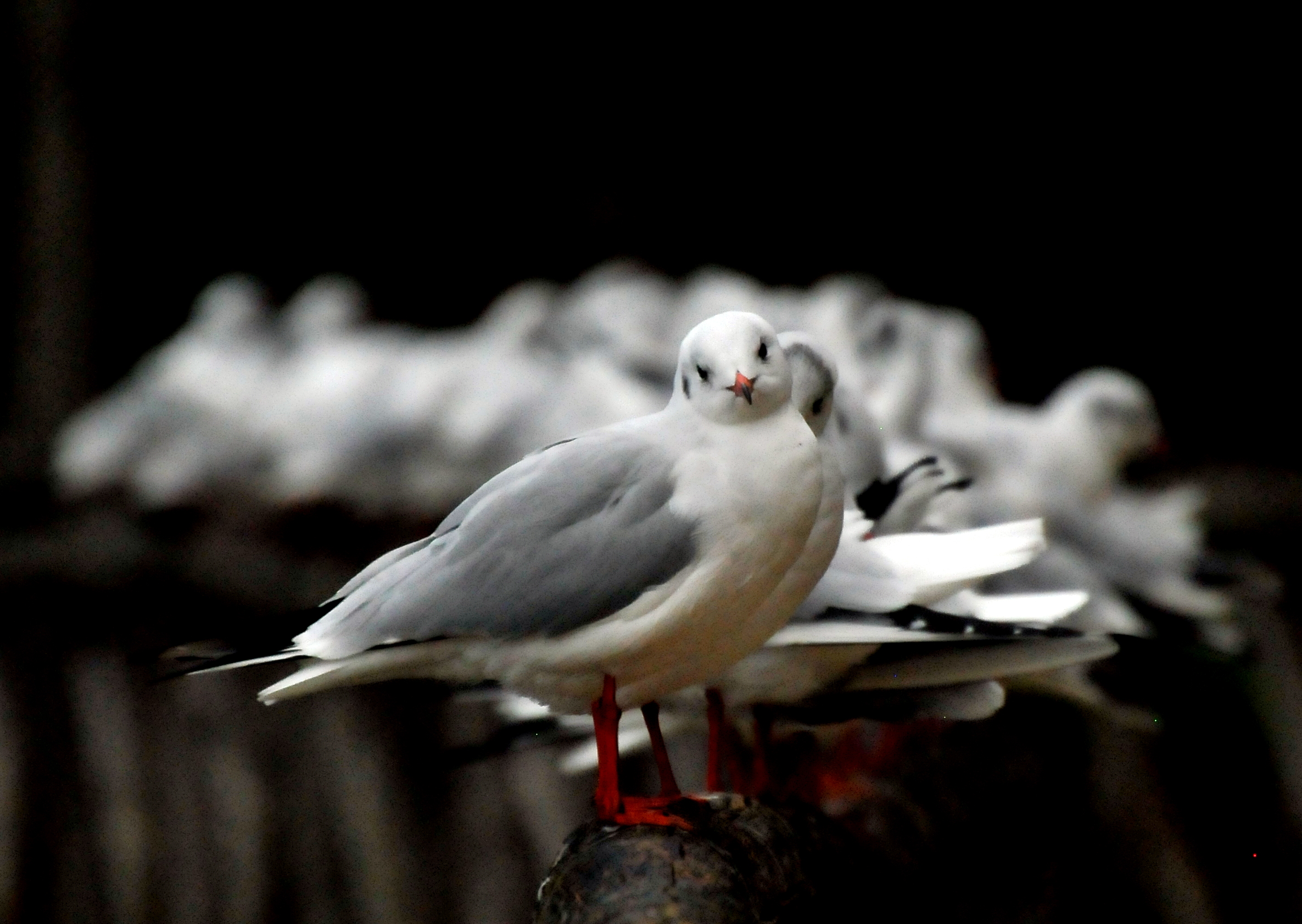 I recommend ... a nice bokeh!