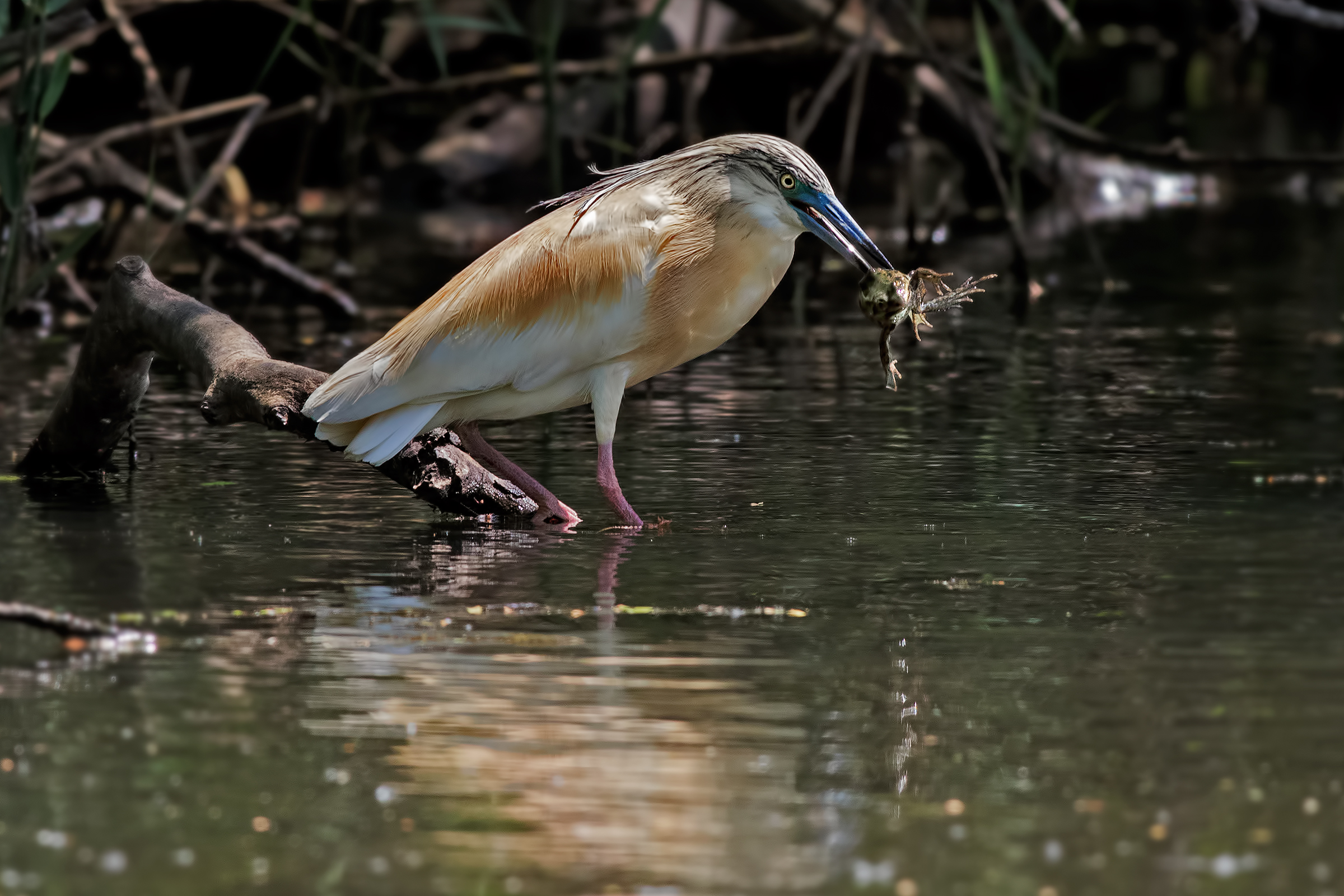 The sgarza and the frog