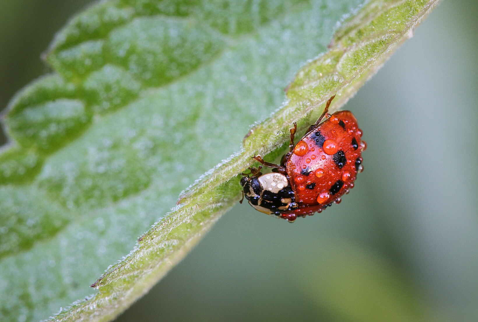 Lady bug