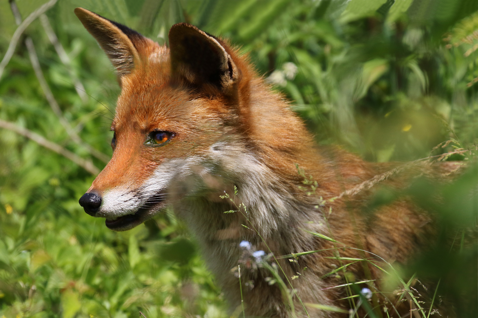 Fox in admiration