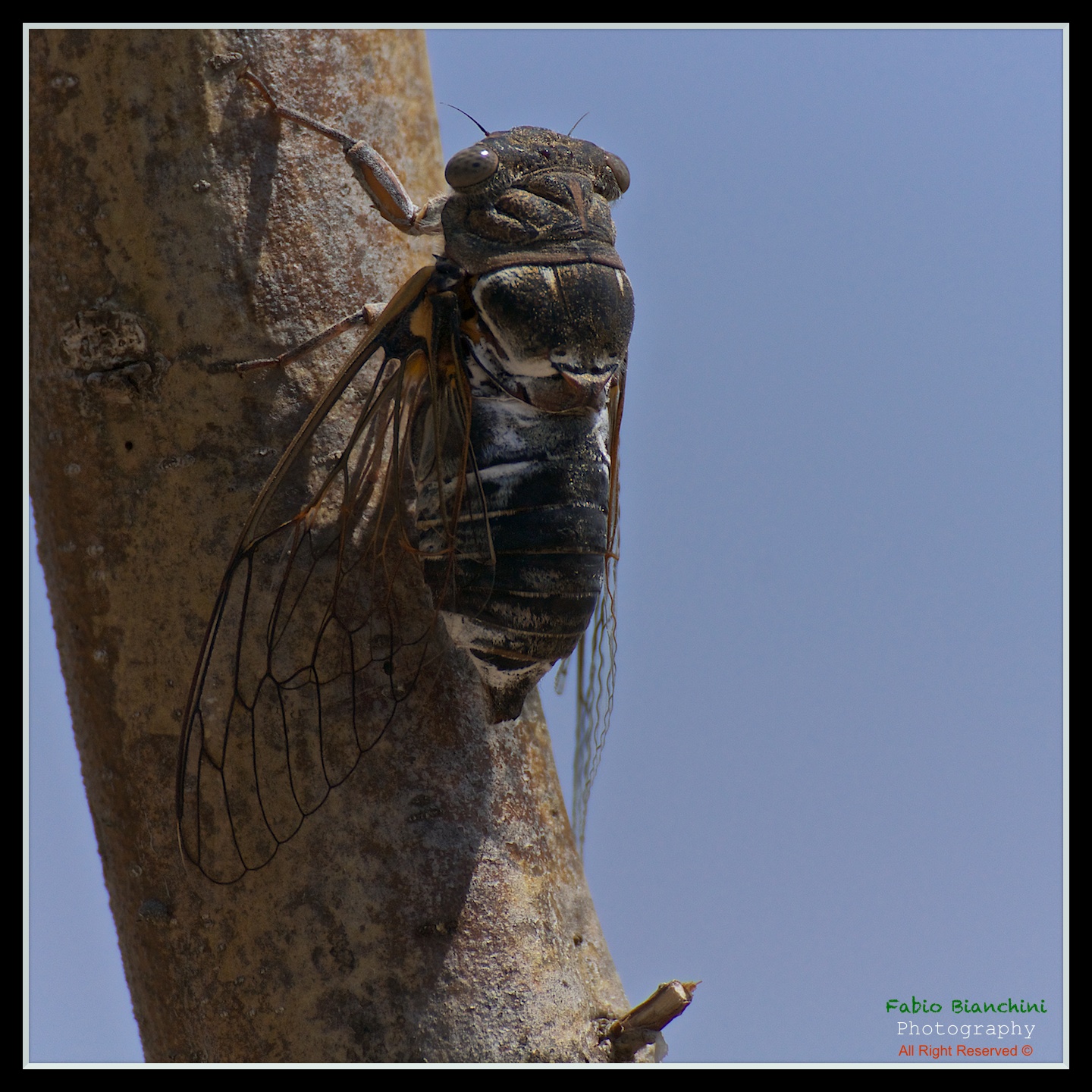 It 's just a cicada ...