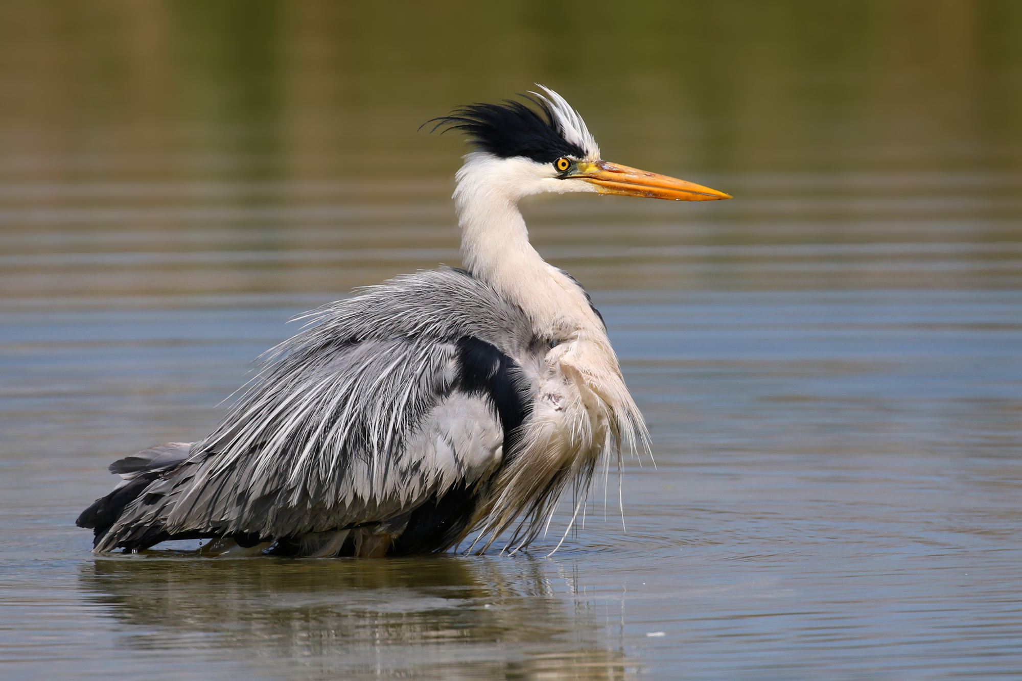 Grass heron