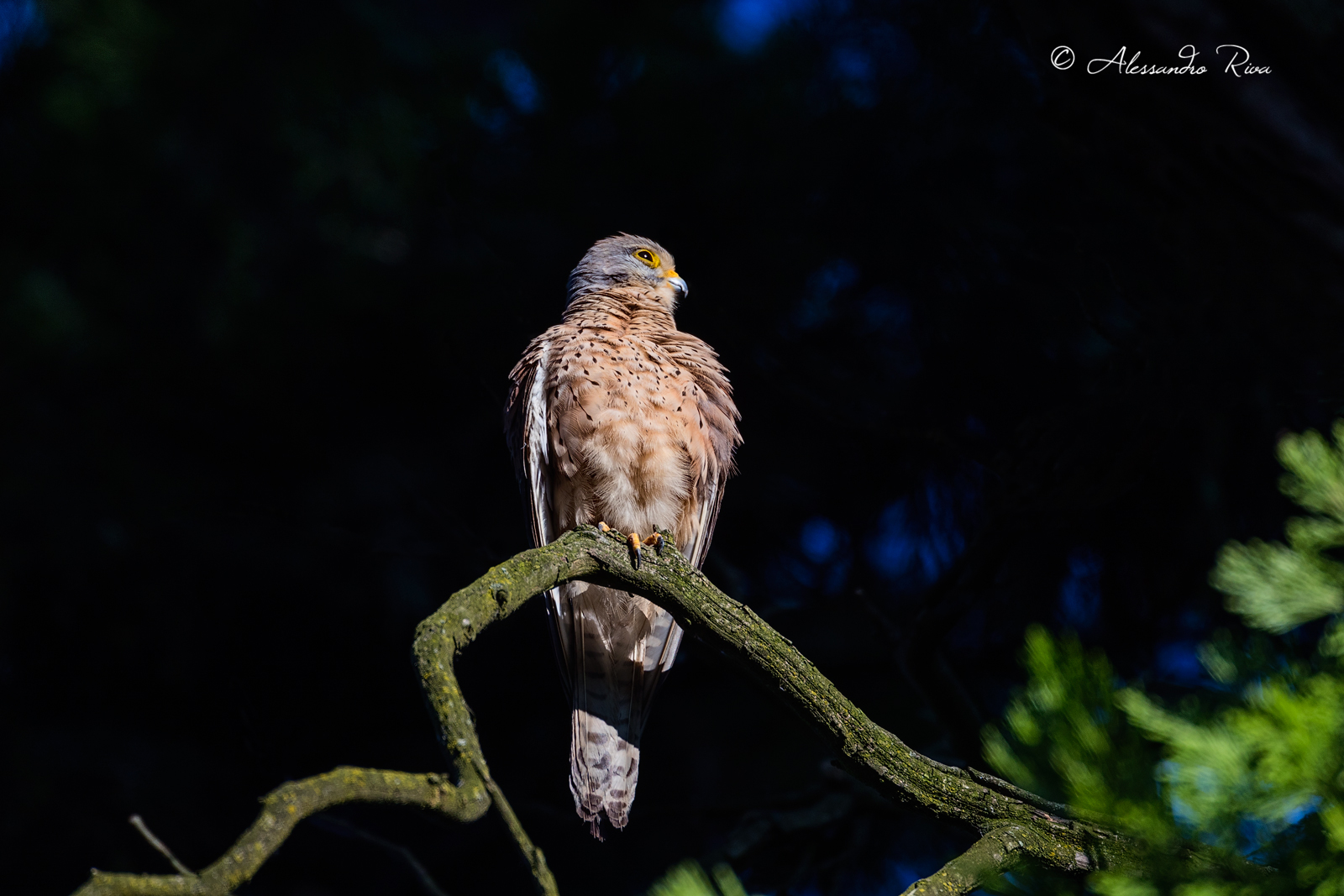 Kestrel